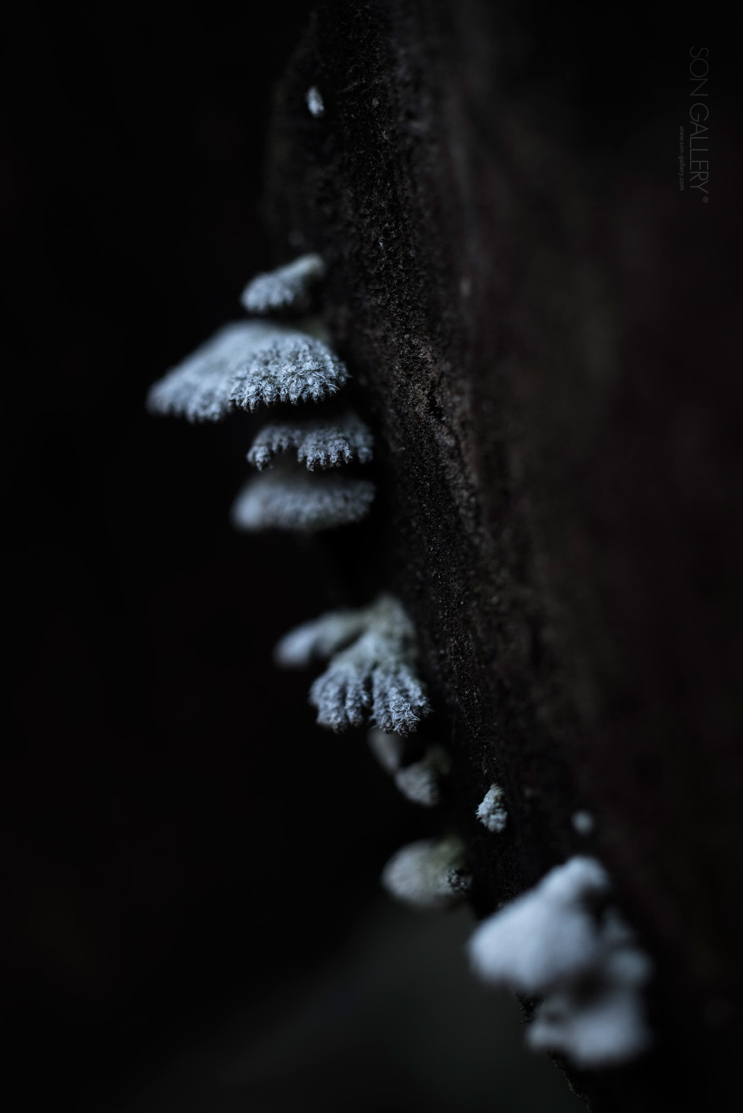 ZEISS Milvus 50mm F2 Macro sample photo. Fungi photography