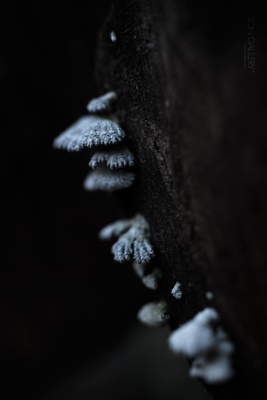 Nikon D800E + ZEISS Milvus 50mm F2 Macro sample photo. Fungi photography