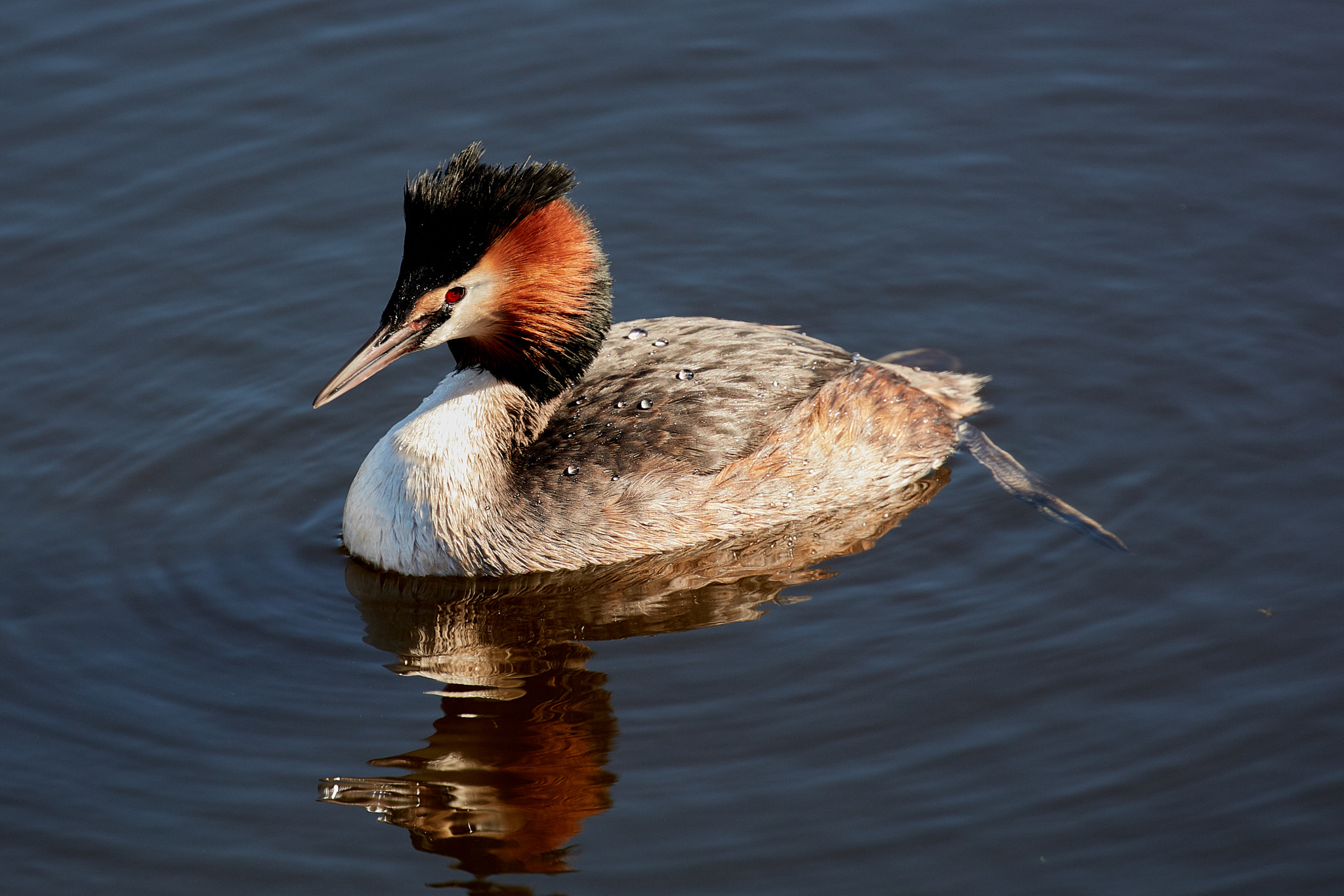 Canon EOS 5DS R sample photo. Podiceps cristatus photography