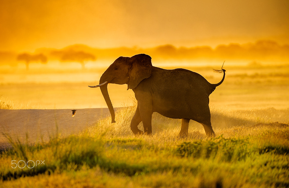 Nikon D4S + Sigma 24-60mm F2.8 EX DG sample photo. The elephant in the morning photography
