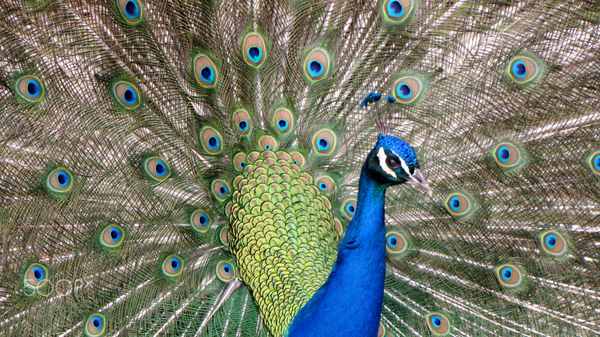Peacock.