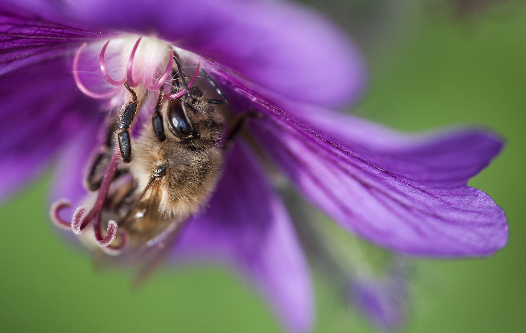 Canon EF 180mm F3.5L Macro USM sample photo. Futtersammlung photography