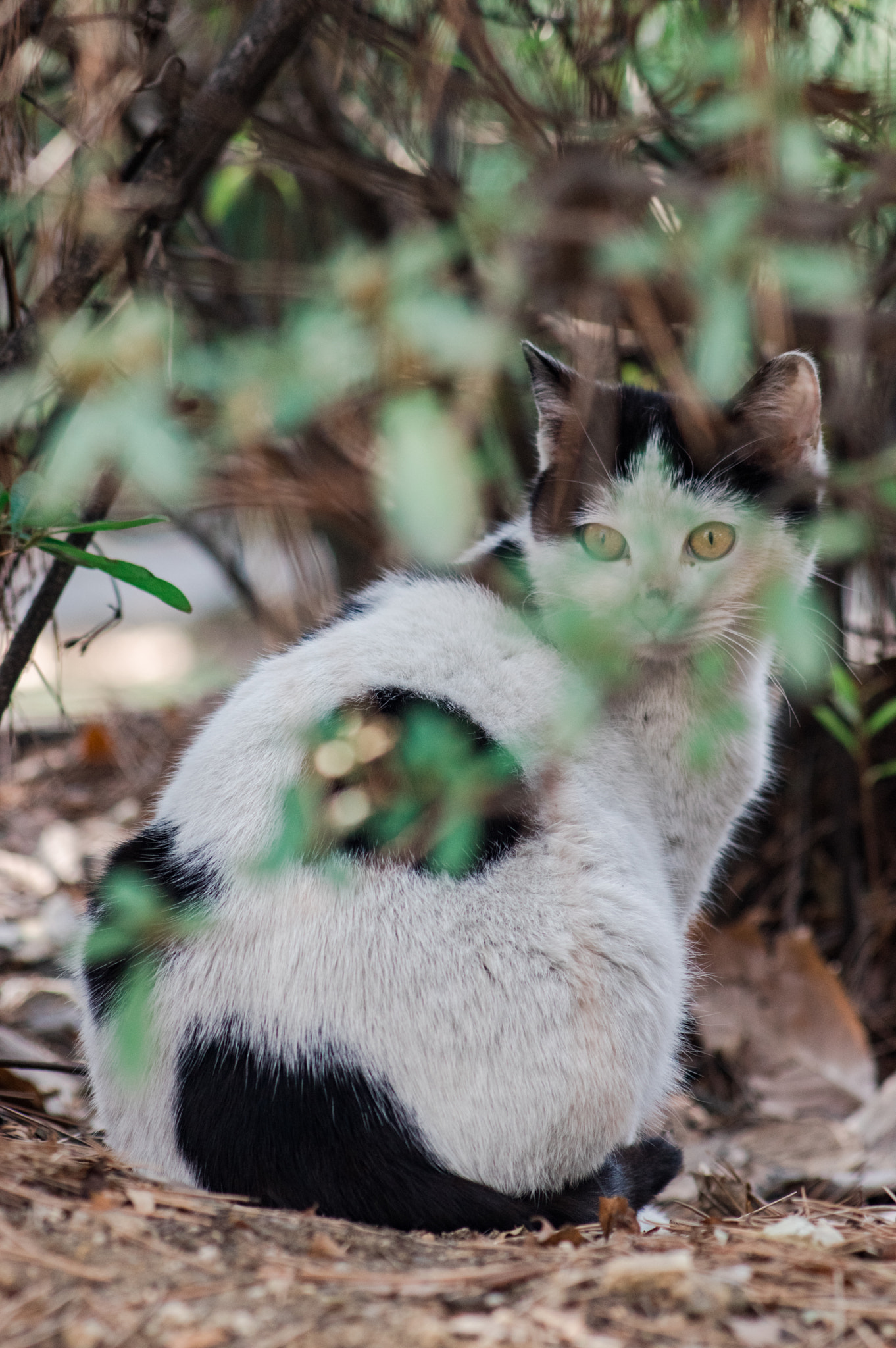 Pentax K-3 + smc PENTAX-F 70-210mm F4-5.6 sample photo. Stray cat photography