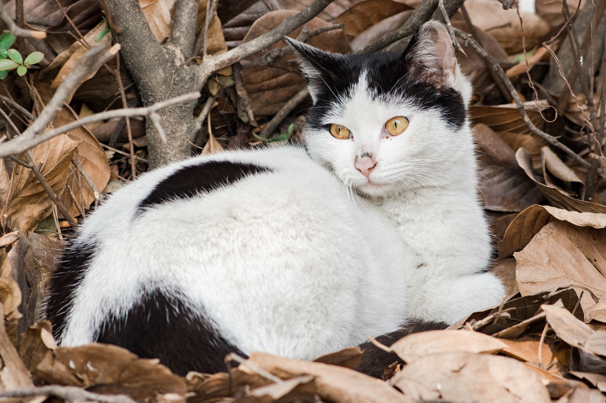 Pentax K-3 + smc PENTAX-F 70-210mm F4-5.6 sample photo. Stray cat photography