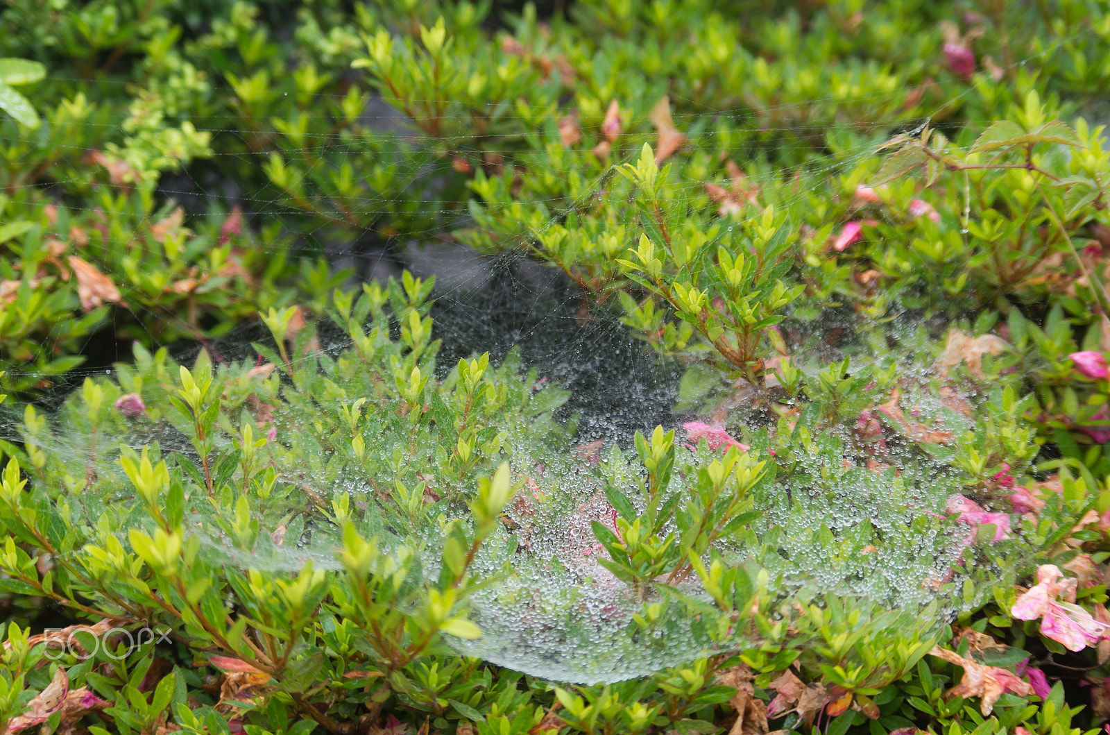Pentax smc DA 50-200mm F4-5.6 ED WR sample photo. Spider net and sweet dew photography