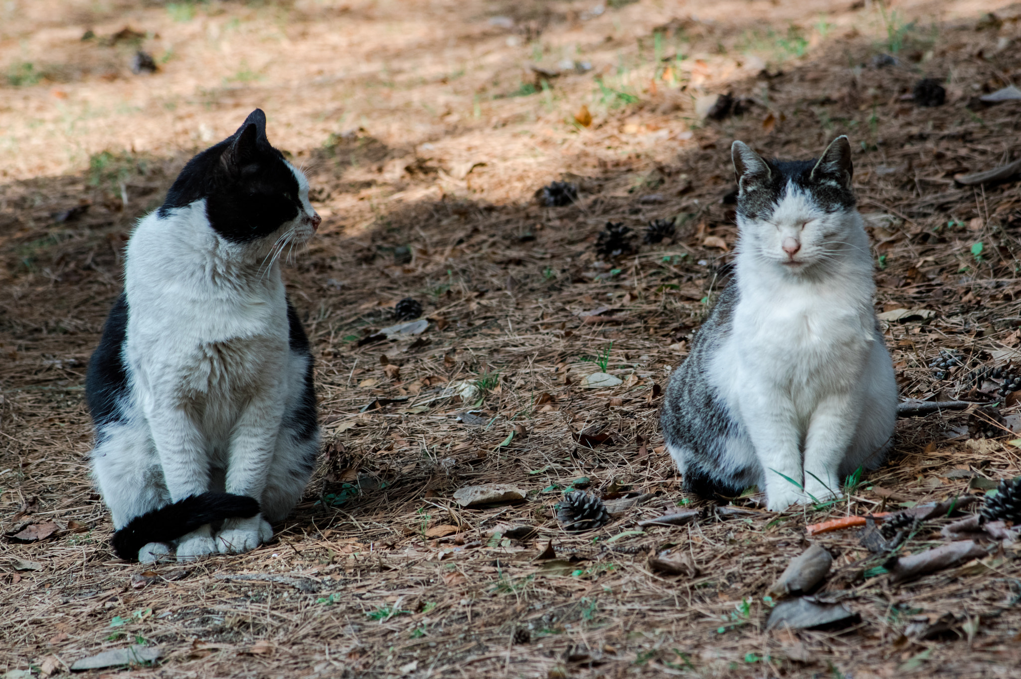 Pentax K-3 + smc PENTAX-F 70-210mm F4-5.6 sample photo. Stray cat photography