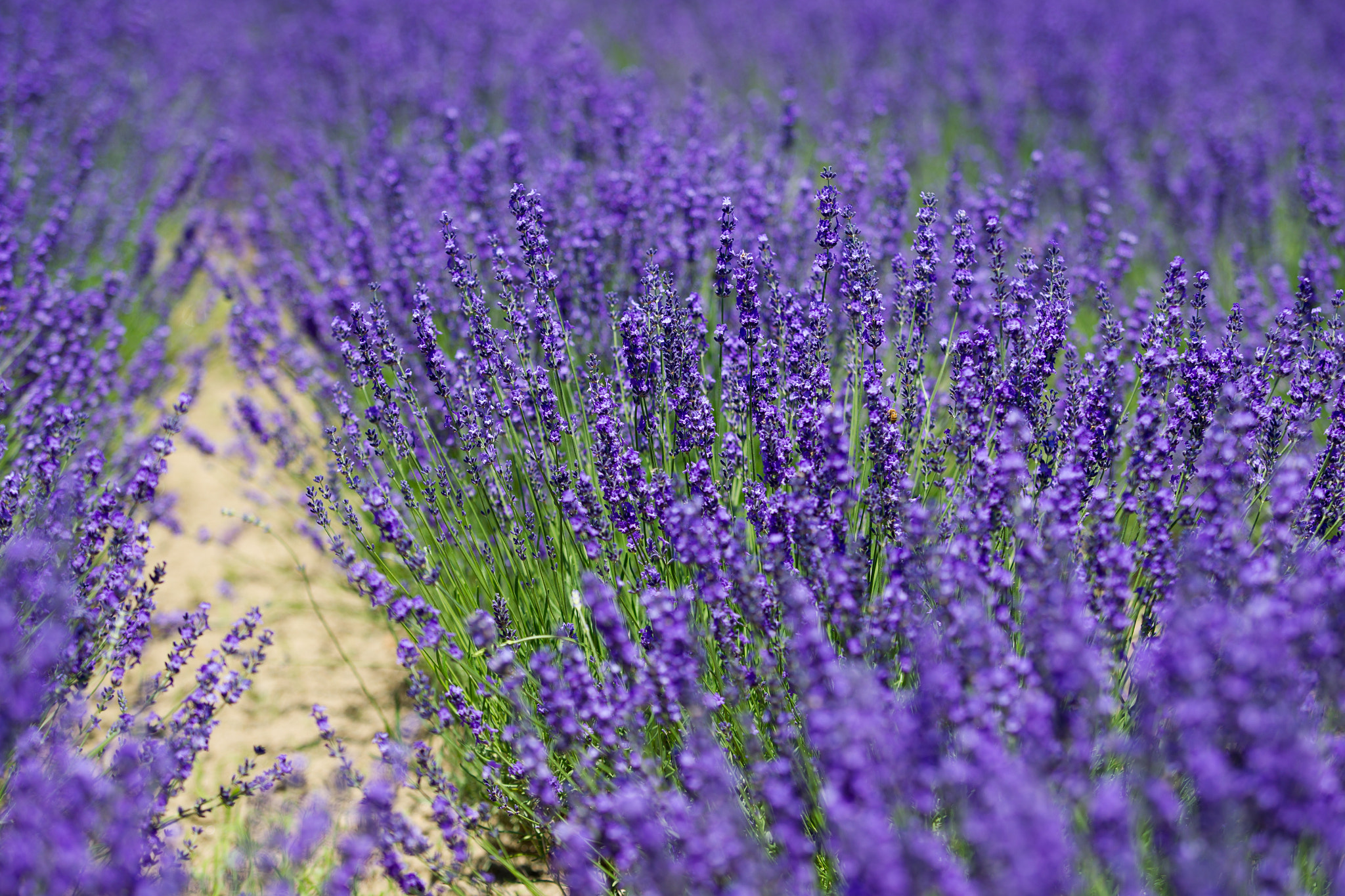 Canon EOS-1D Mark IV + Canon EF 70-200mm F2.8L USM sample photo. Lavender time photography