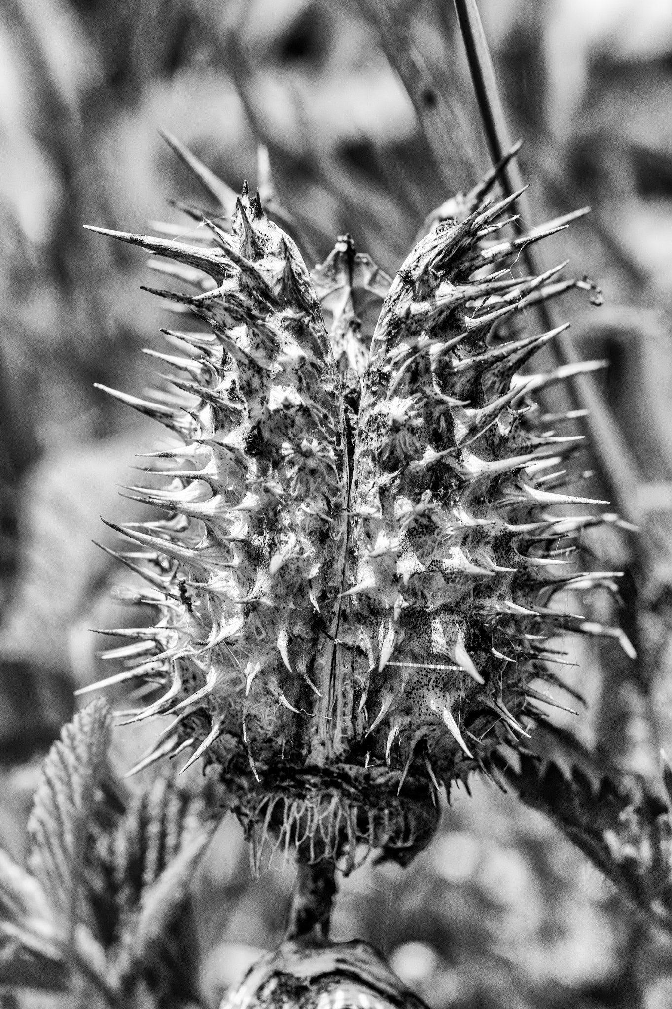 Sony SLT-A58 + 90mm F2.8 Macro SSM sample photo. Spiky photography