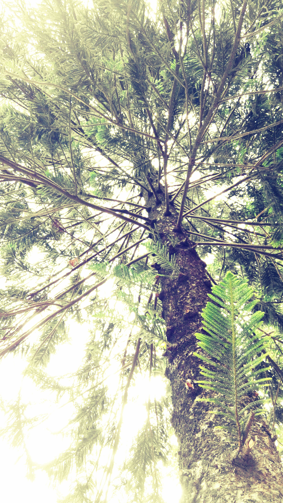Xiaomi HM NOTE sample photo. Old pine trees photography