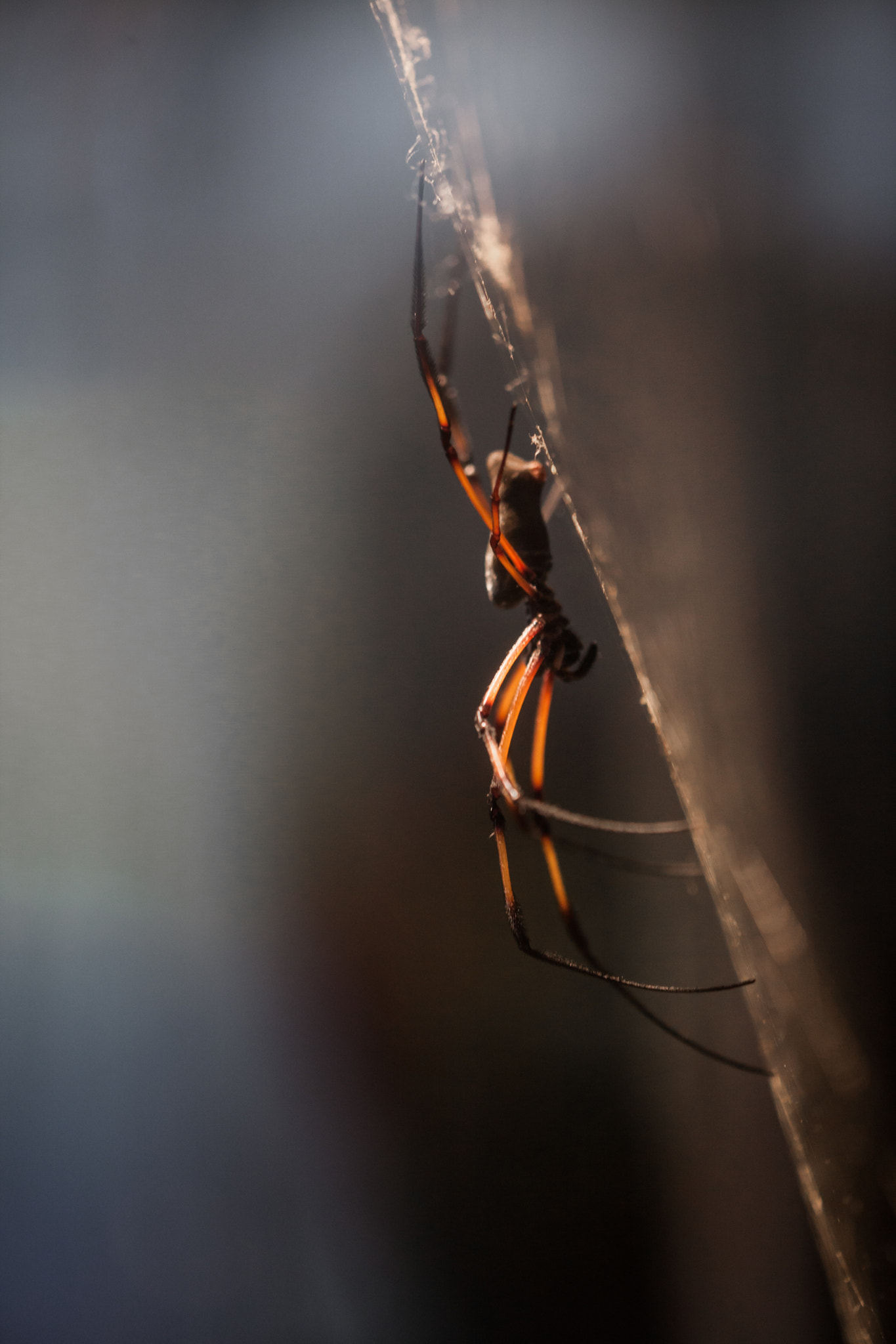 Canon EF 180mm F3.5L Macro USM sample photo. Auf der lauer photography