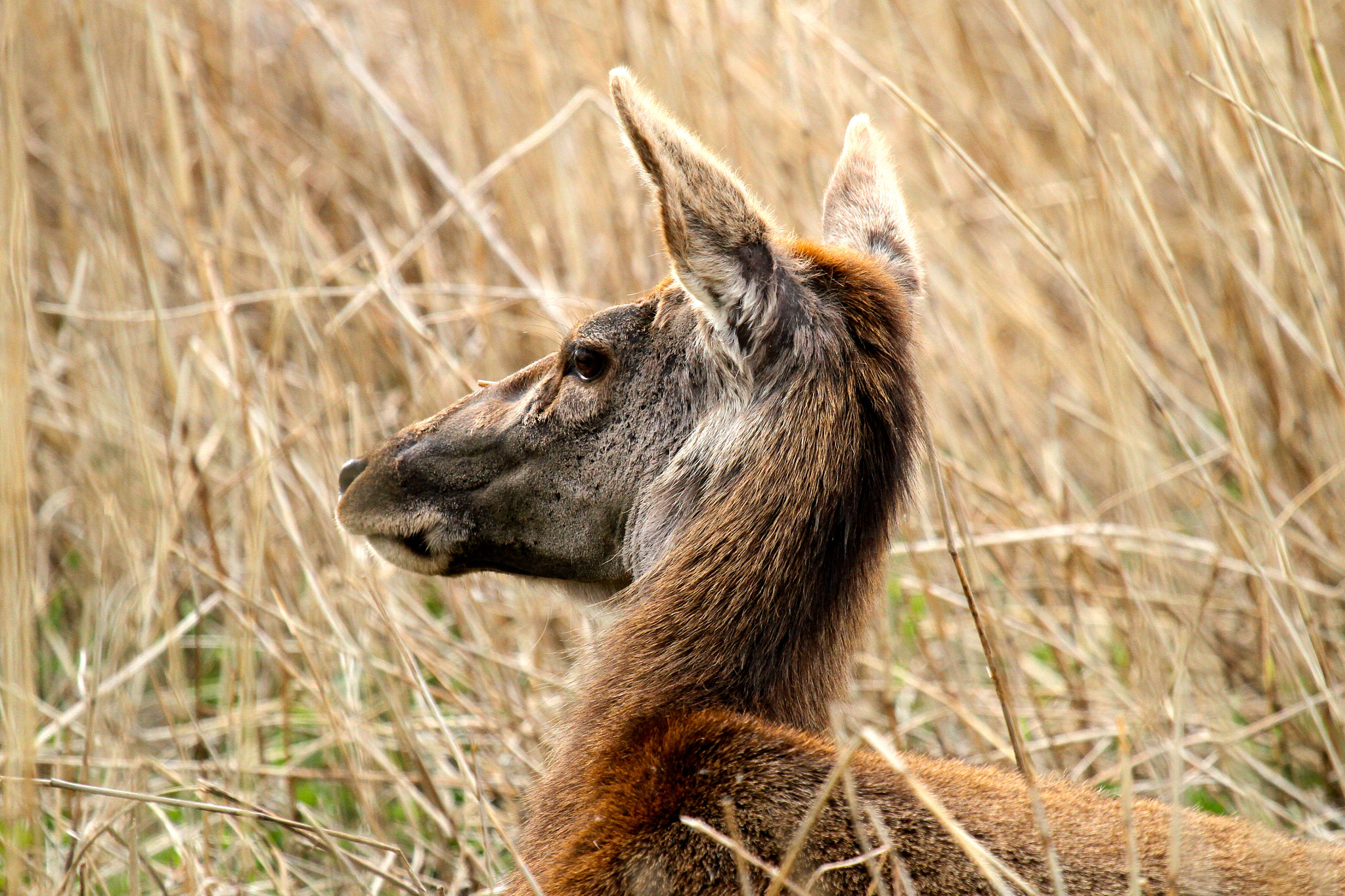 Canon EF 100-400mm F4.5-5.6L IS USM sample photo. Deer resting photography