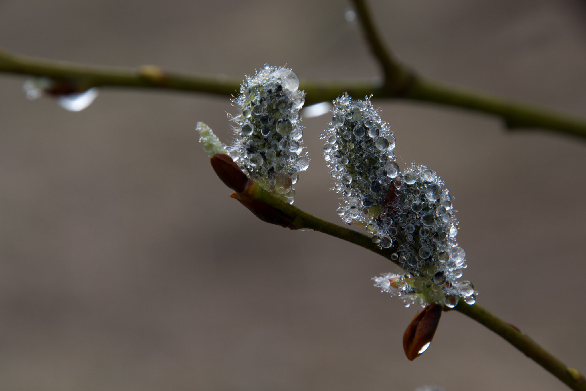 Nikon D600 sample photo. Willow in ice photography
