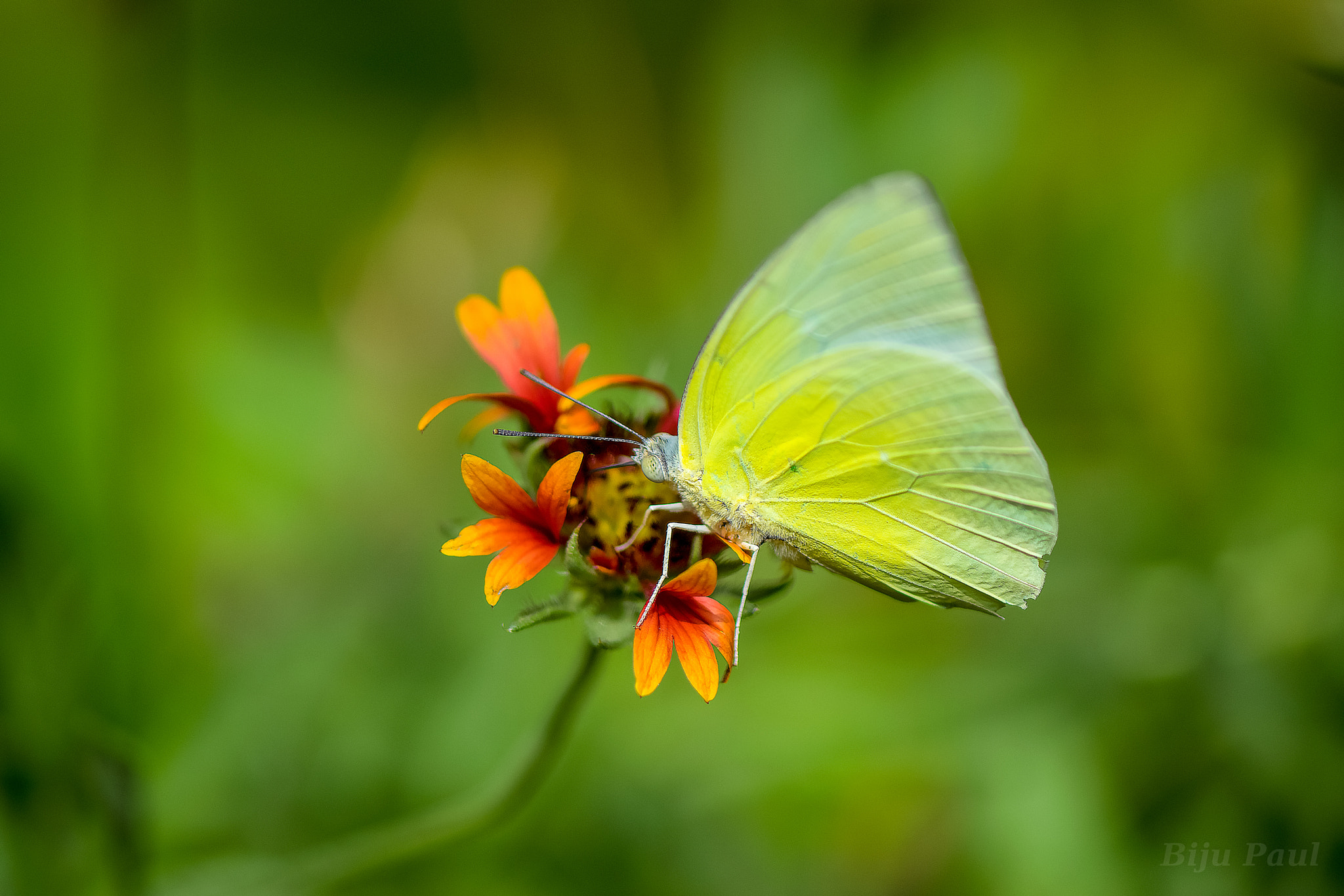 Nikon AF-S Micro-Nikkor 105mm F2.8G IF-ED VR sample photo. Yellow butterfly photography