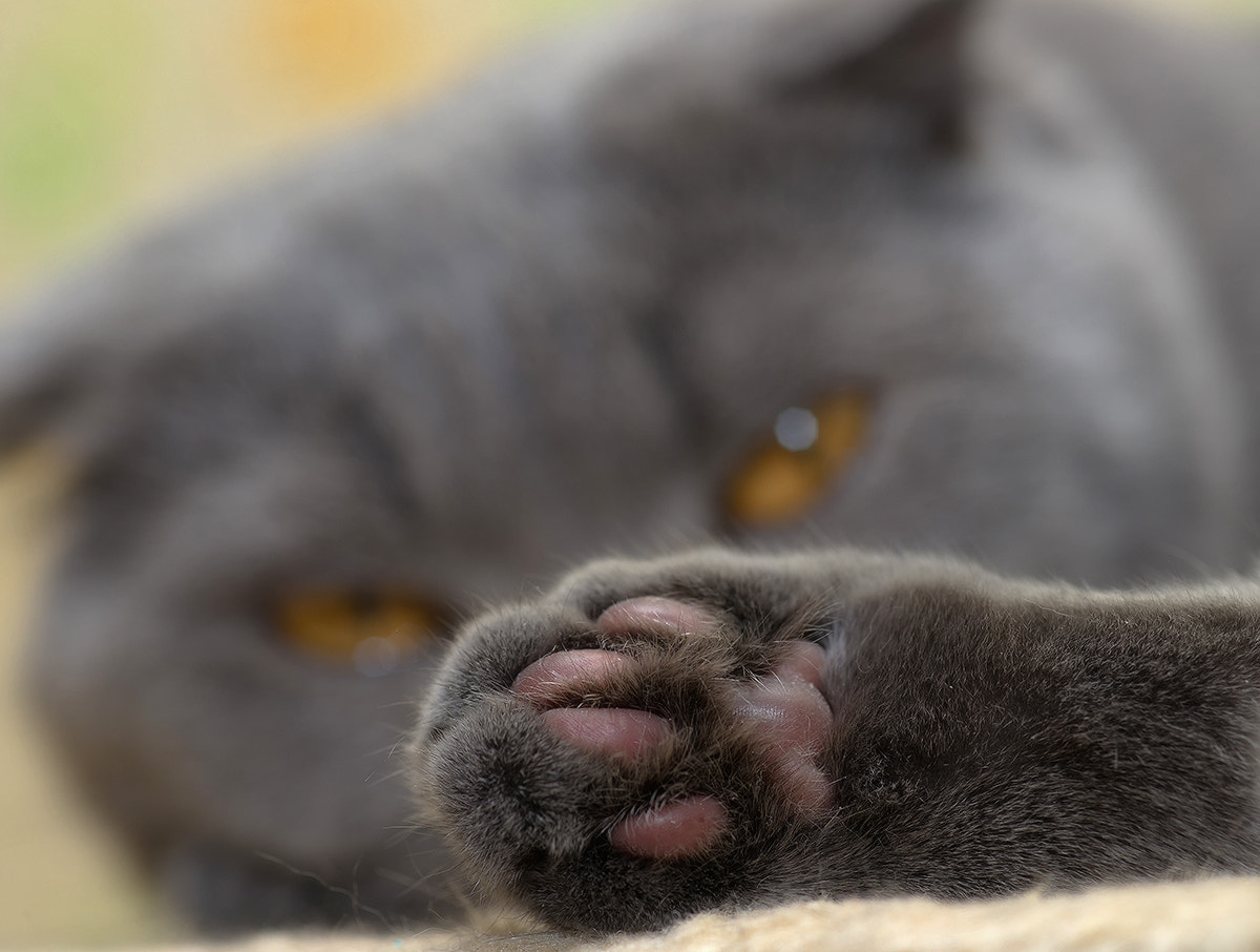 Sony Alpha DSLR-A850 + Minolta AF 100mm F2.8 Macro [New] sample photo. Paw. photography