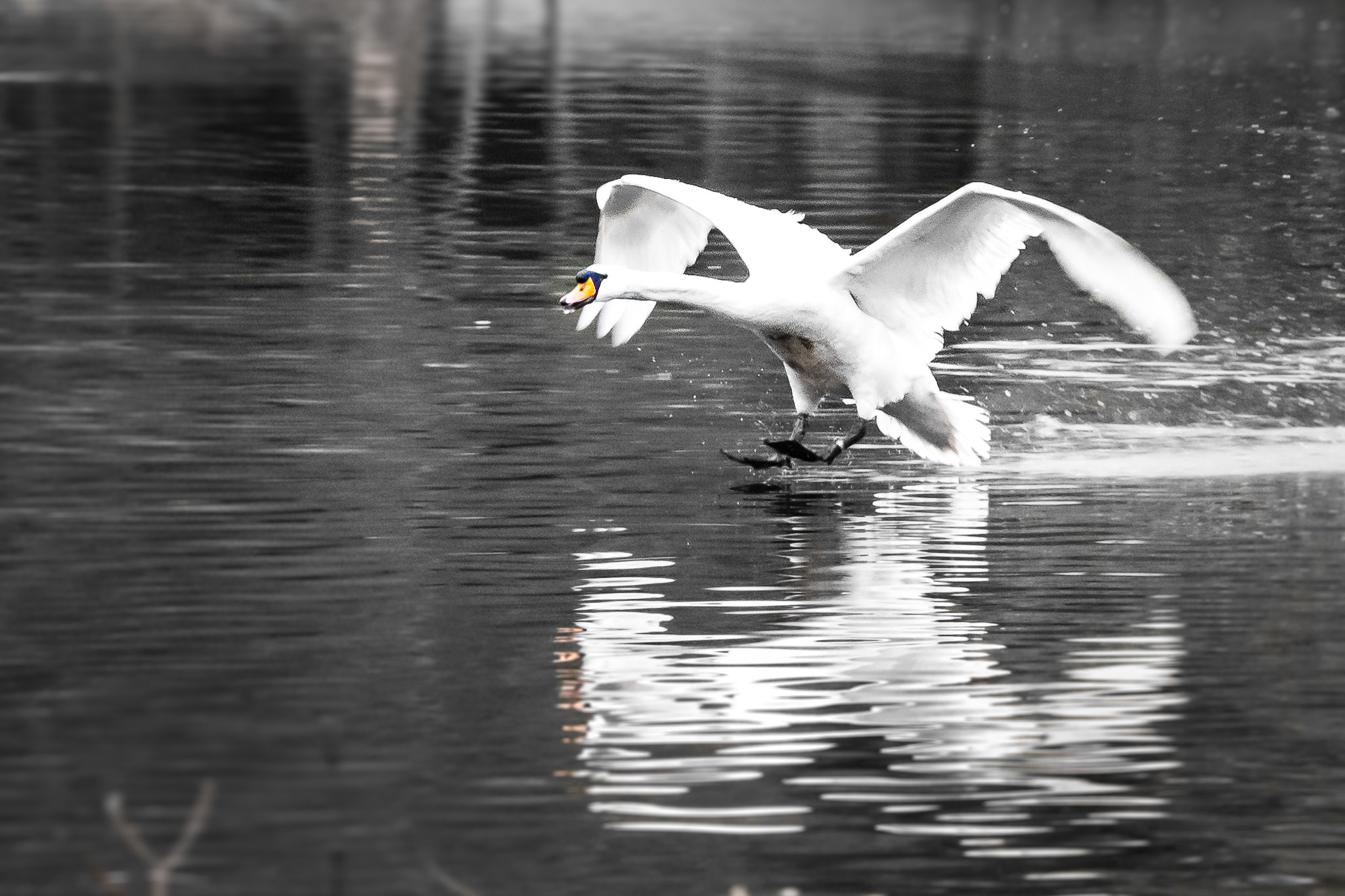 Canon EF 28-105mm f/3.5-4.5 USM sample photo. Landing swan photography