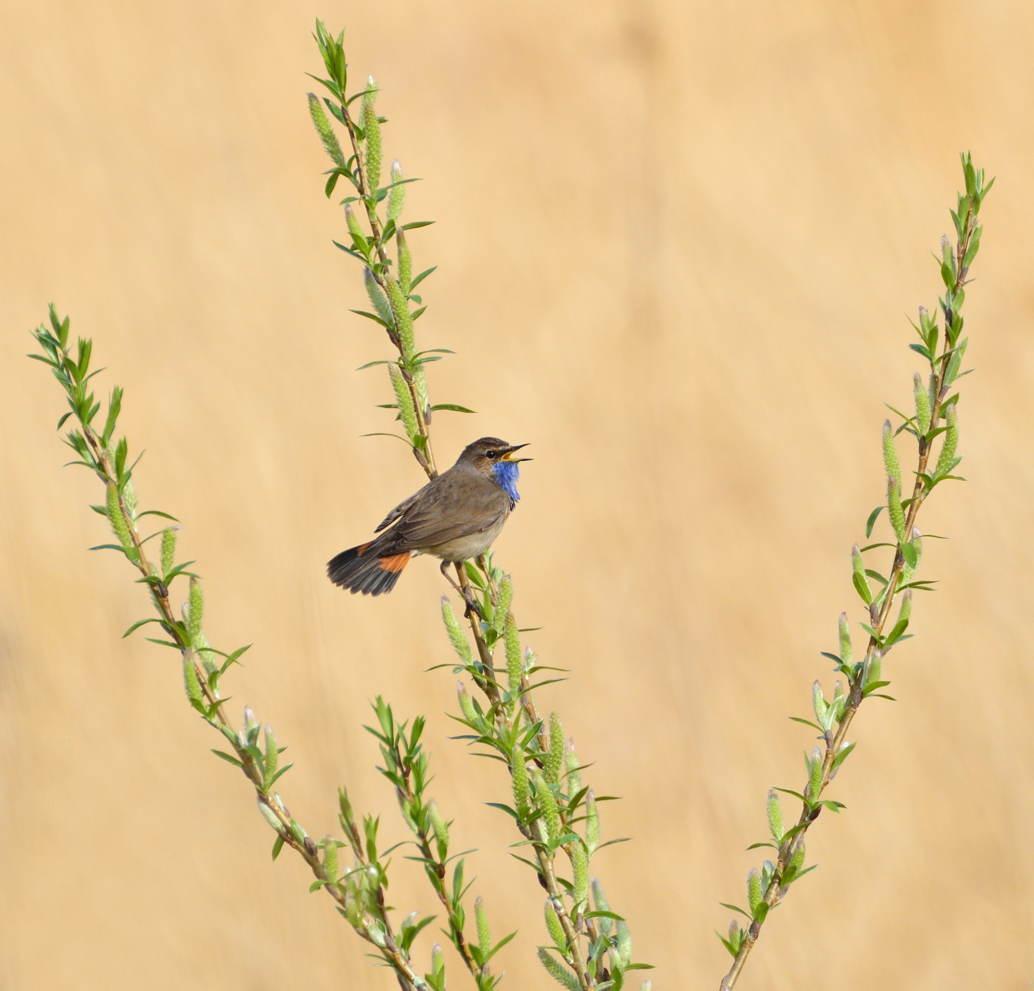 Nikon D600 + Nikon AF-S Nikkor 600mm F4G ED VR sample photo. Blauwborst photography