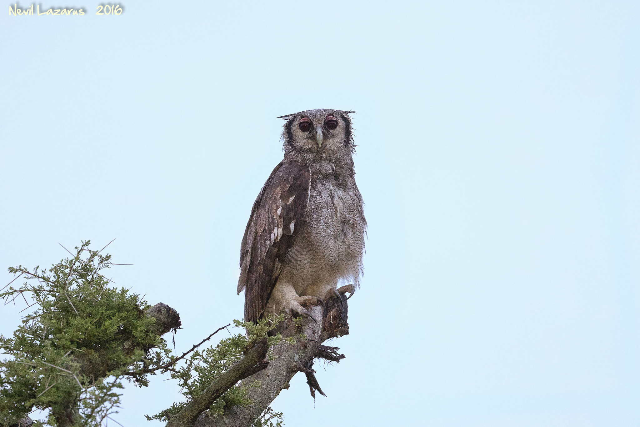 Canon EF 200-400mm F4L IS USM Extender 1.4x sample photo. Verraux eagle-owl photography