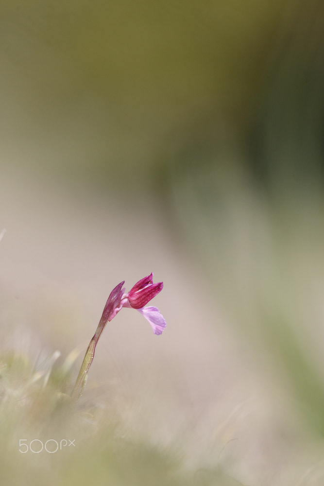 Canon EF 300mm F4L IS USM sample photo. Anacamptis papilionacea photography