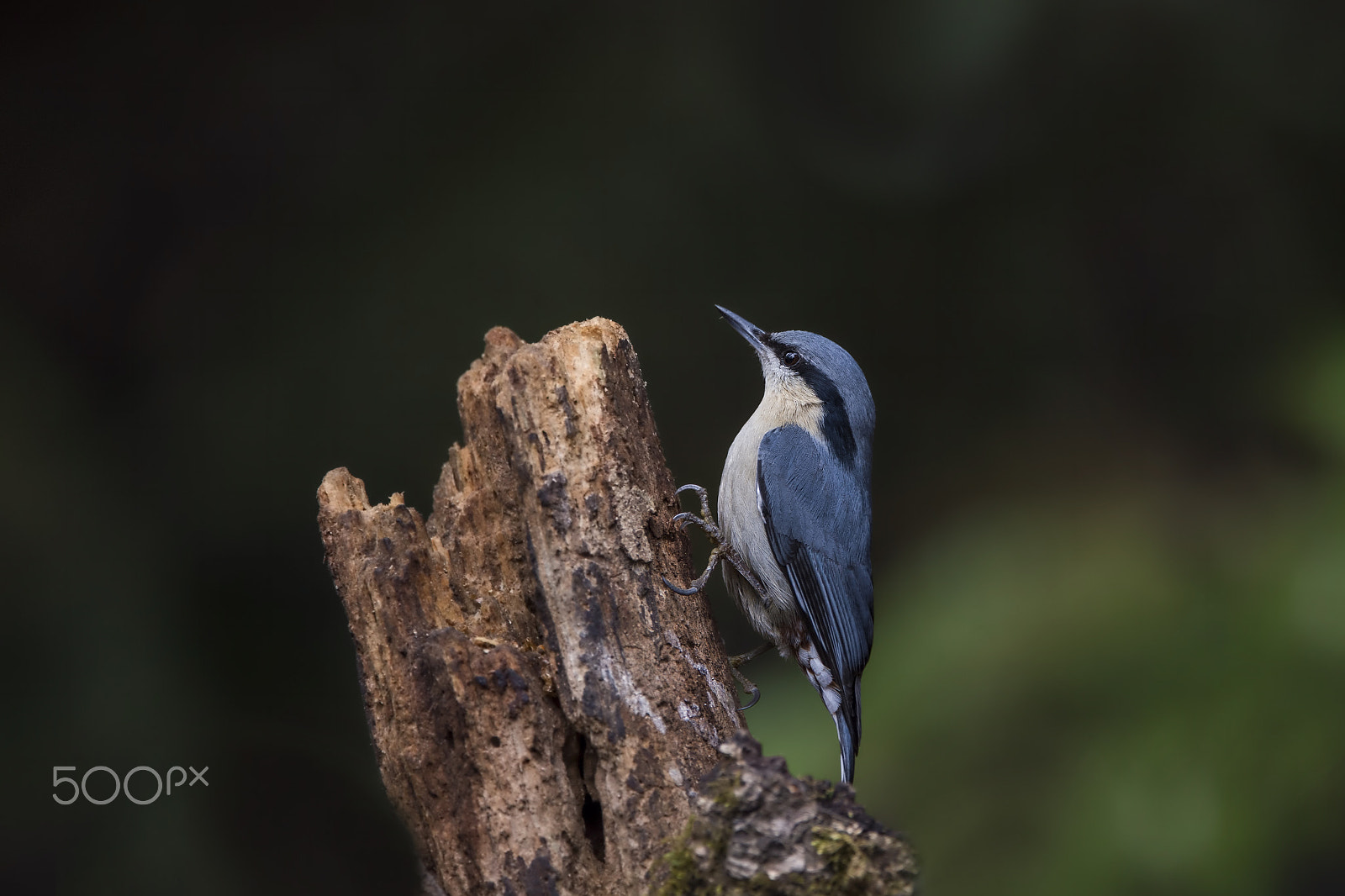 Nikon D4 sample photo. Chestnut-vented nuthatch photography