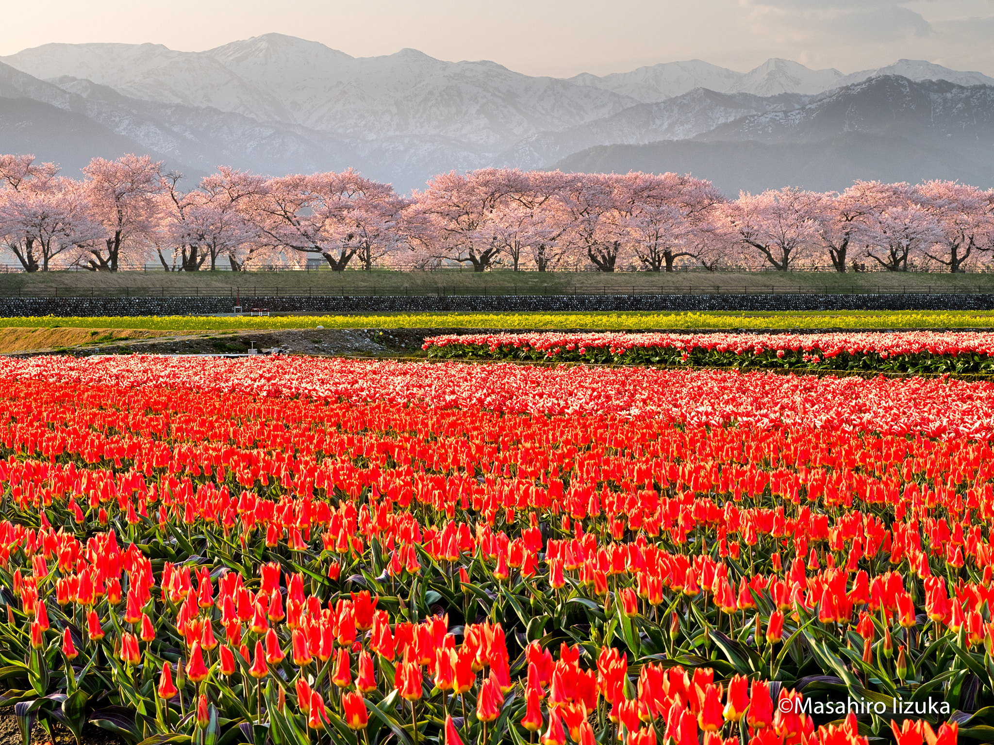 smc PENTAX-FA 645 80-160mm F4.5 sample photo. The tulip flowers and cherry blossoms photography
