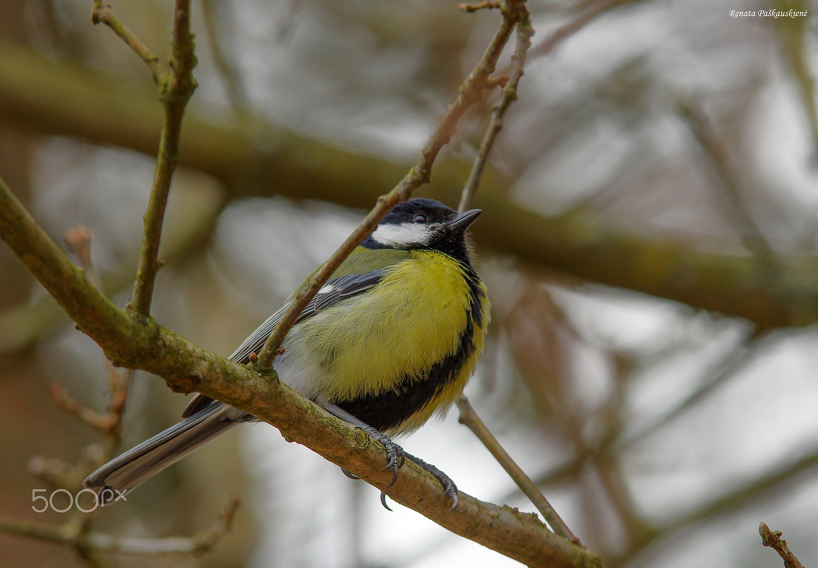 Pentax K-3 sample photo. Bird photography