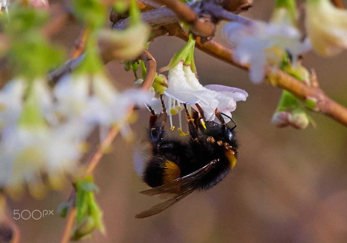 Tamron 28-300mm F3.5-6.3 Di VC PZD sample photo. Bumblebee blossom photography