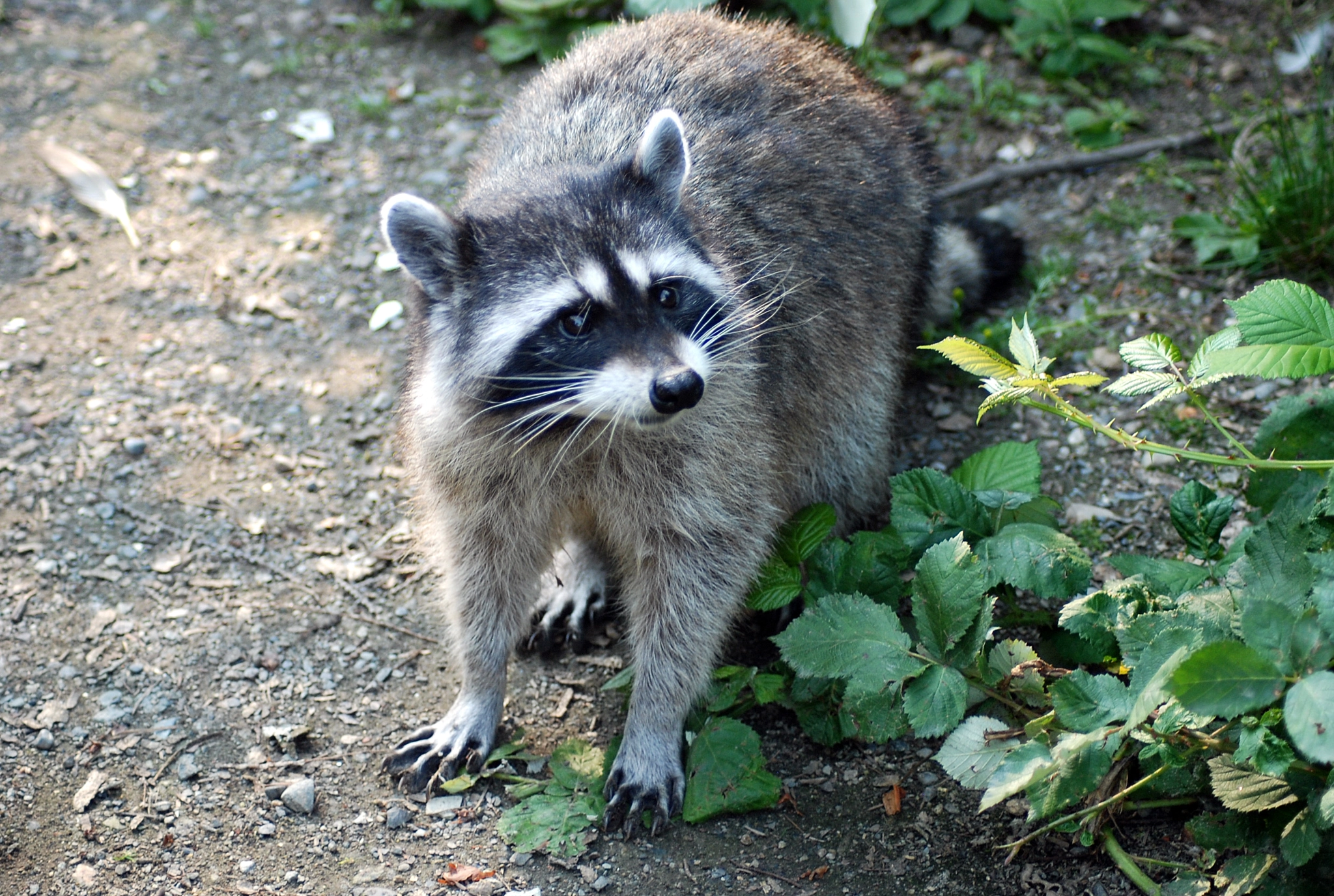 Nikon AF Nikkor 70-300mm F4-5.6G sample photo. Racoon photography