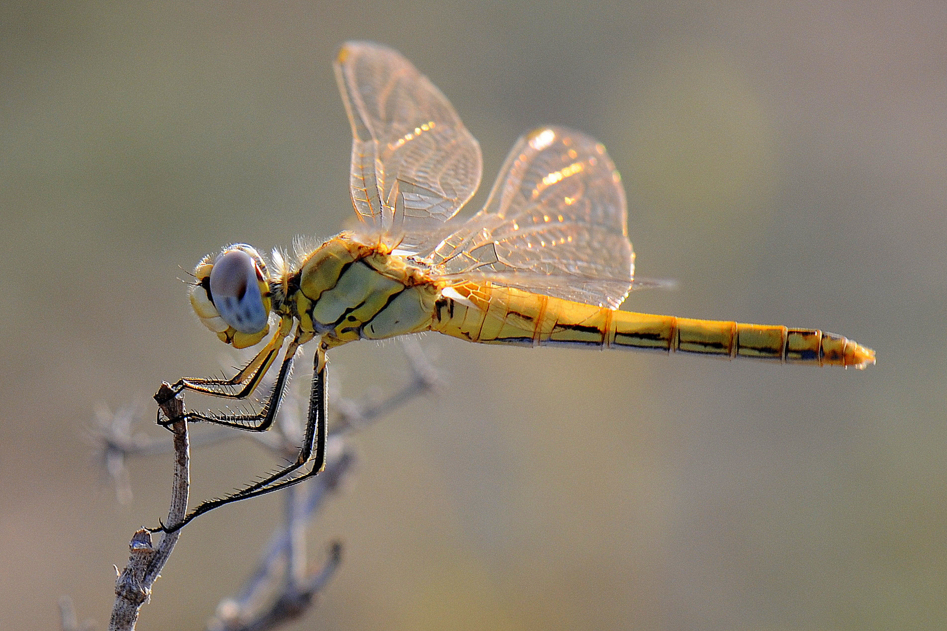Nikon AF-S DX Micro-Nikkor 85mm F3.5G ED VR sample photo. Dragonfly ii photography