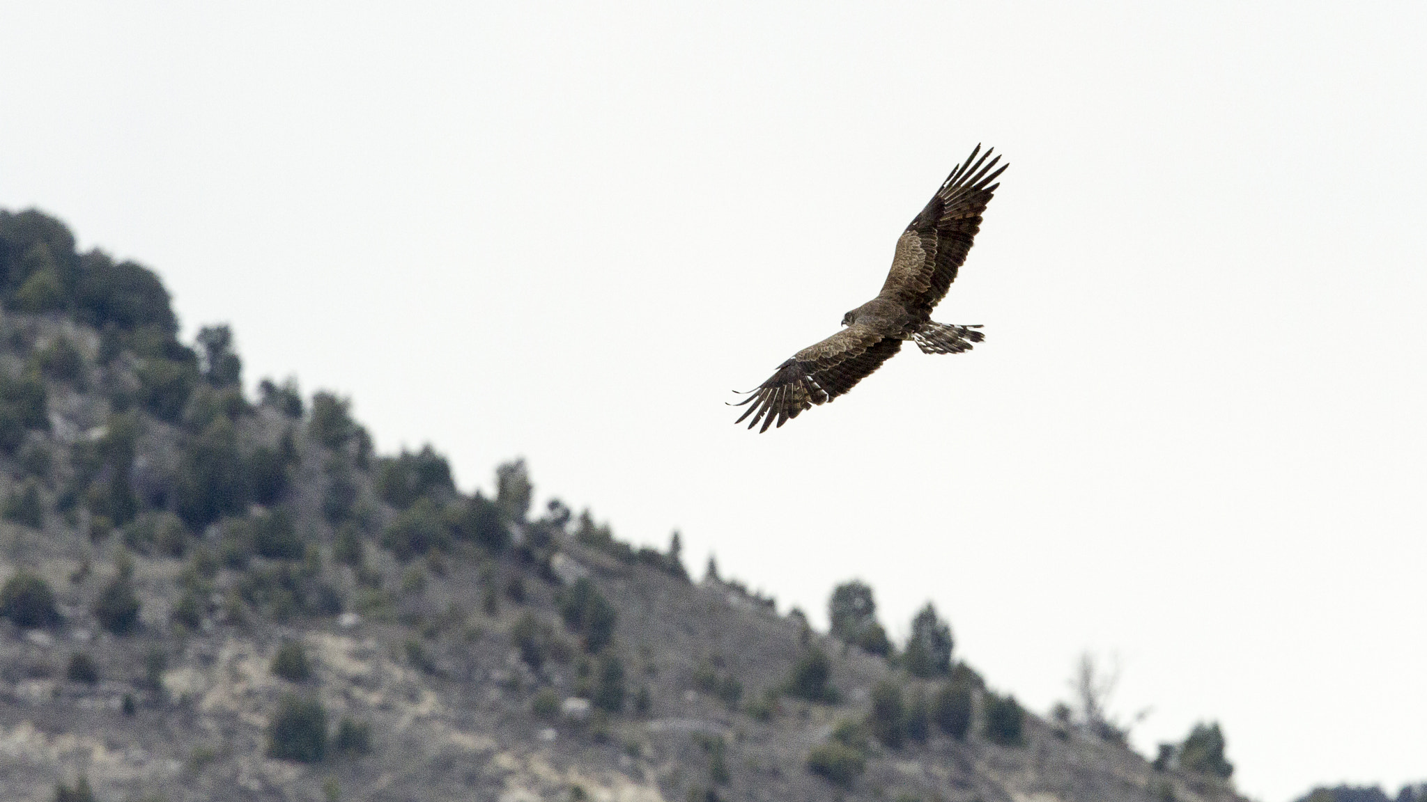 Canon EOS 7D + Canon EF 400mm F2.8L IS USM sample photo. Eagle photography