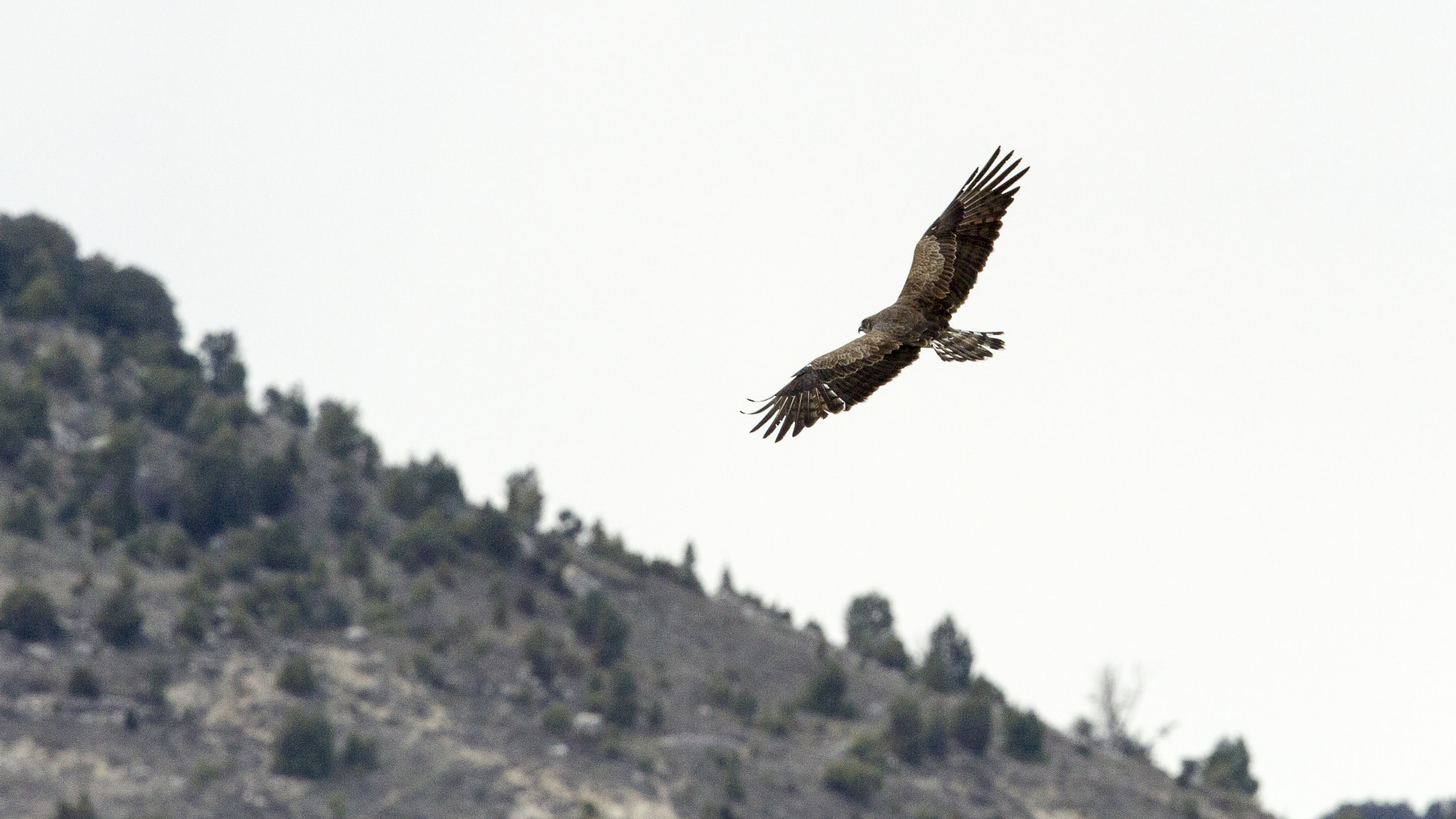 Canon EF 400mm F2.8L IS USM sample photo. Eagle photography