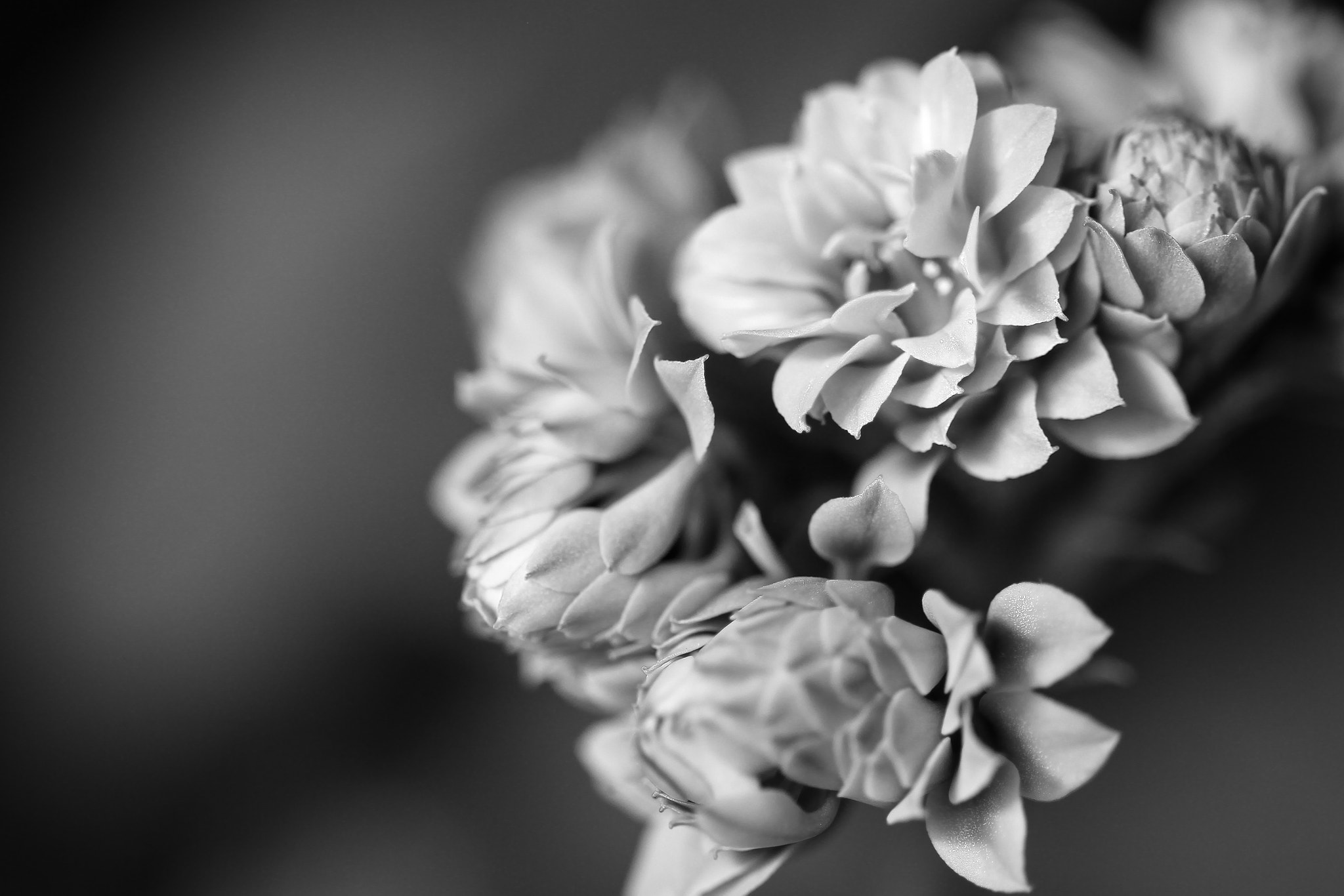 Sigma 105mm F2.8 EX DG OS HSM sample photo. Calandiva photography