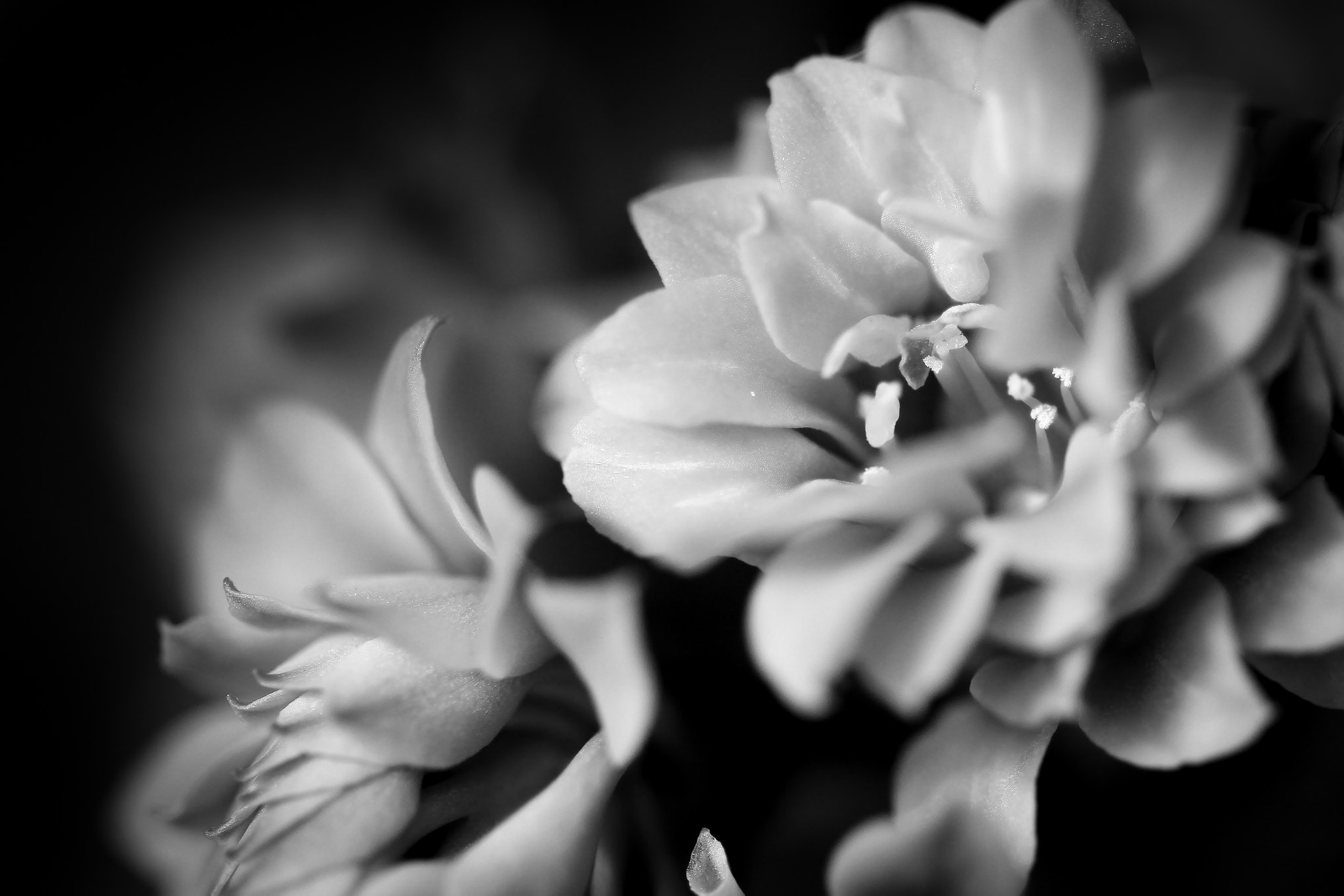 Sigma 105mm F2.8 EX DG OS HSM sample photo. Calandiva photography