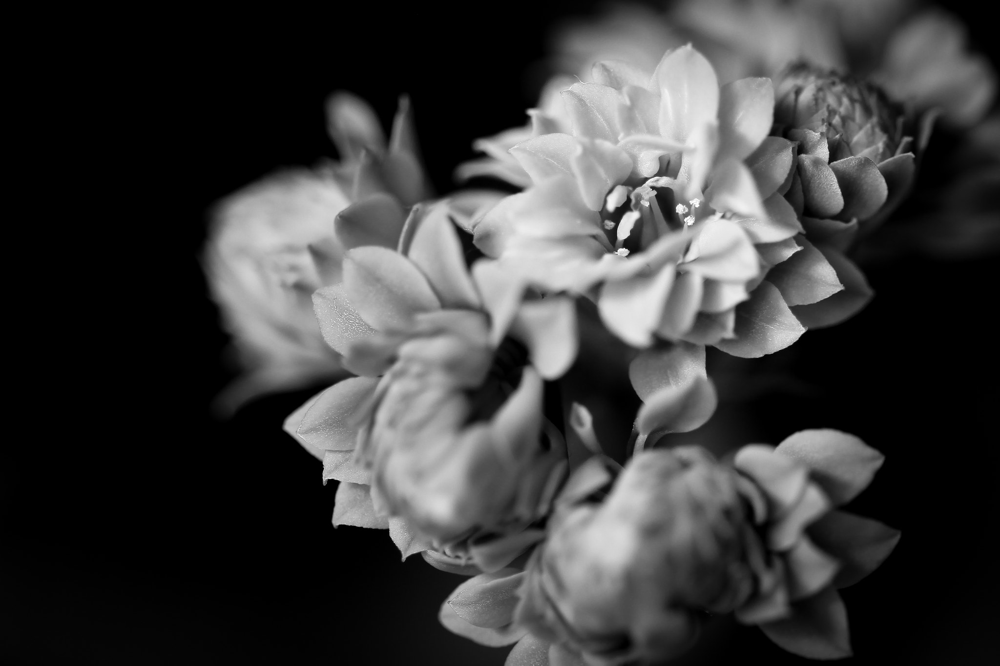 Sigma 105mm F2.8 EX DG OS HSM sample photo. Calandiva photography