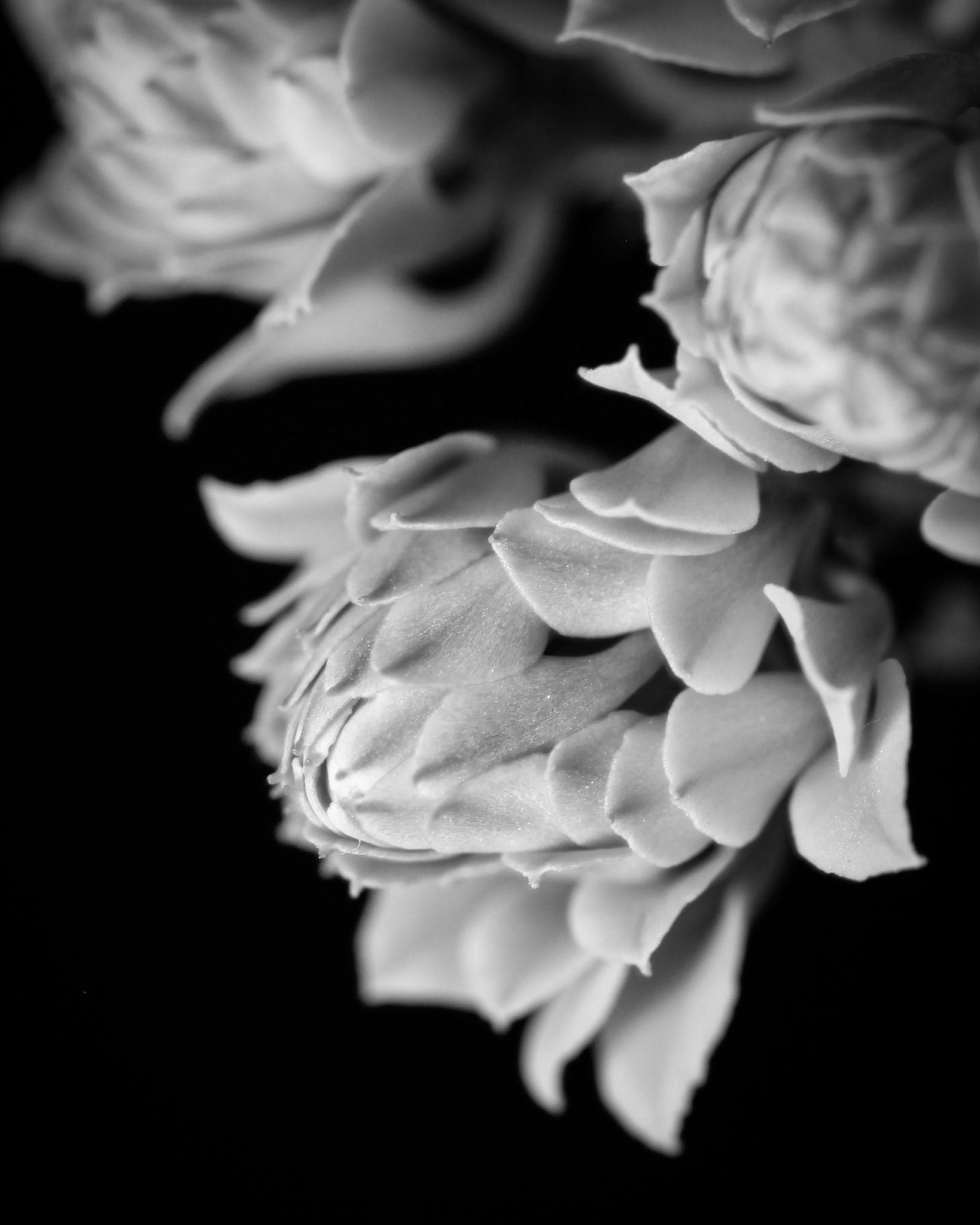 Sigma 105mm F2.8 EX DG OS HSM sample photo. Calandiva photography