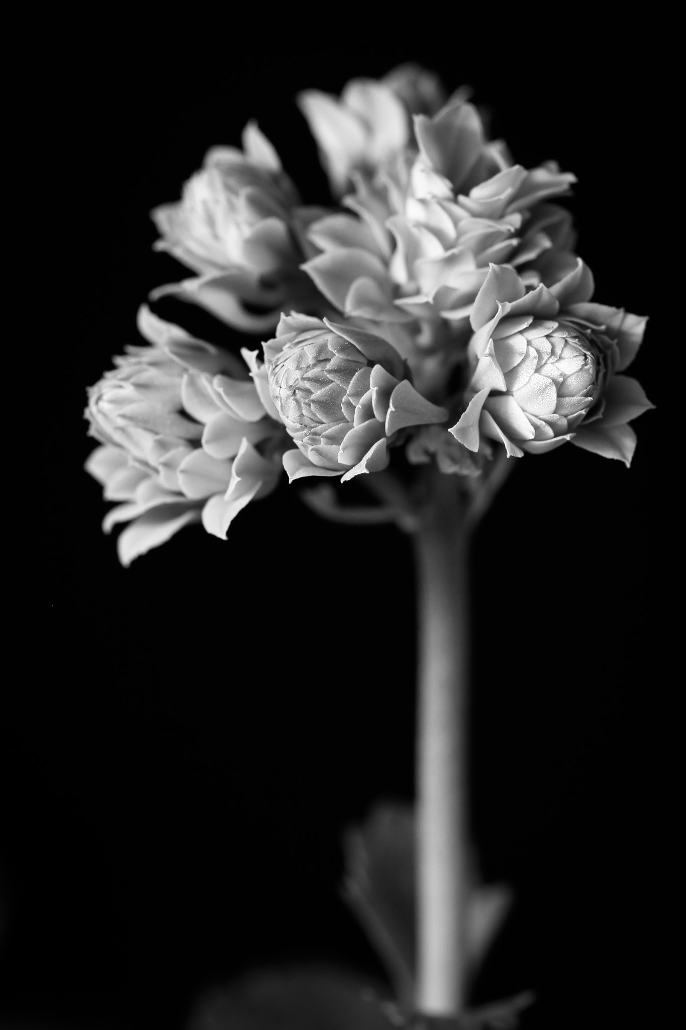 Sigma 105mm F2.8 EX DG OS HSM sample photo. Calandiva photography