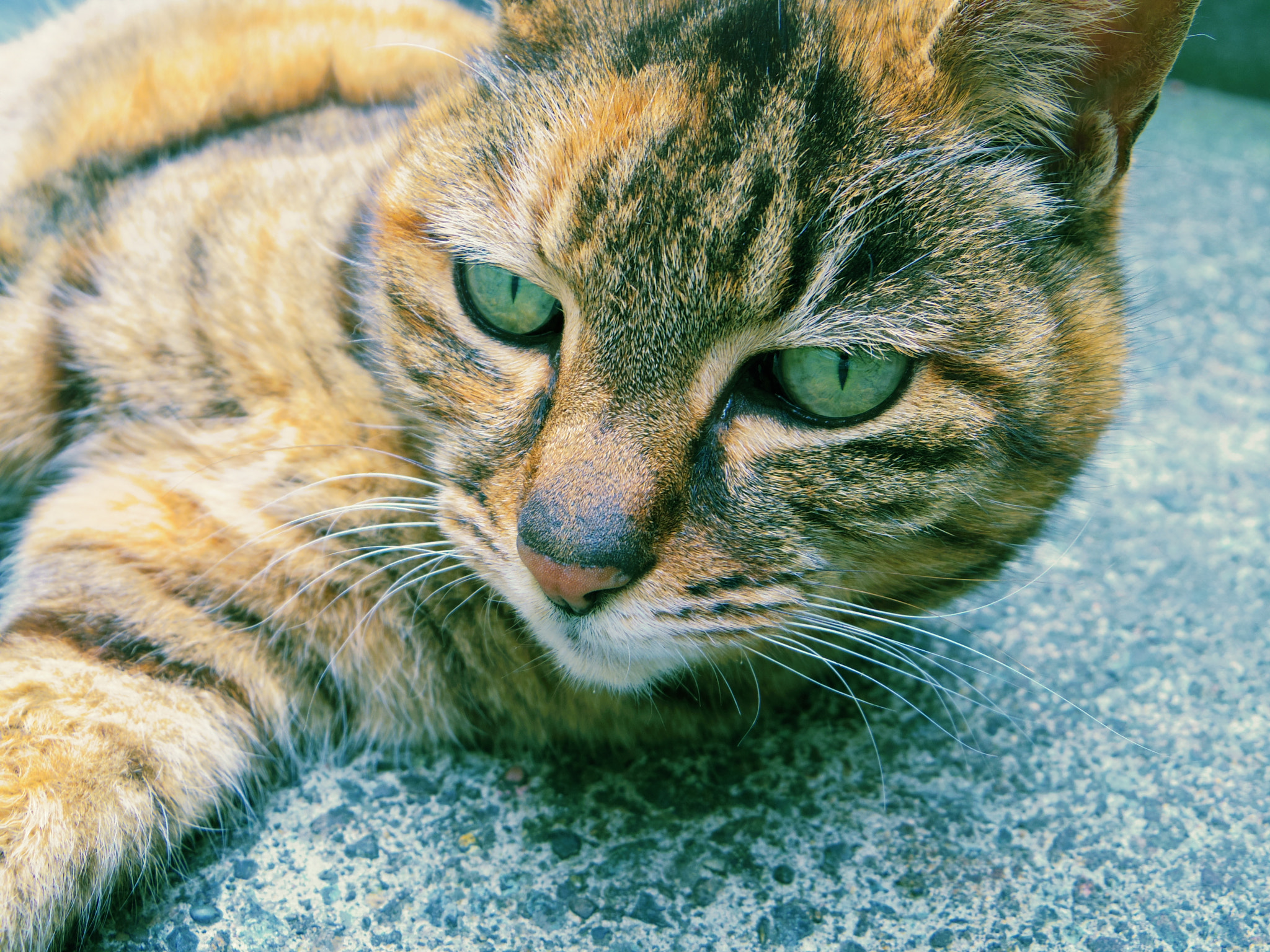 Pentax 02 Standard Zoom sample photo. Cat photography