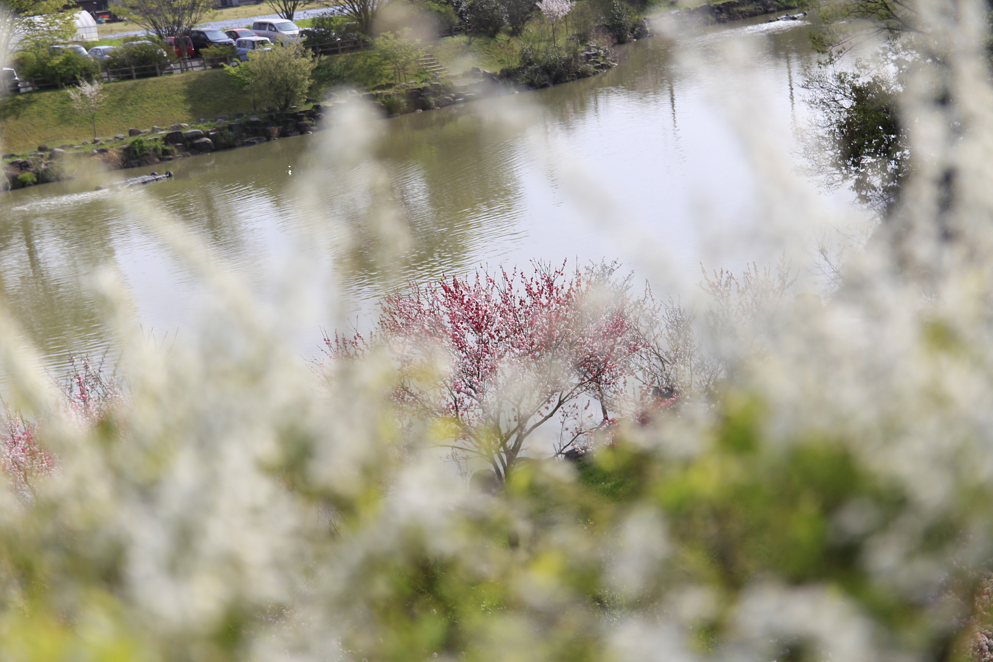 Canon EOS 700D (EOS Rebel T5i / EOS Kiss X7i) sample photo. Sakura toyota japan photography