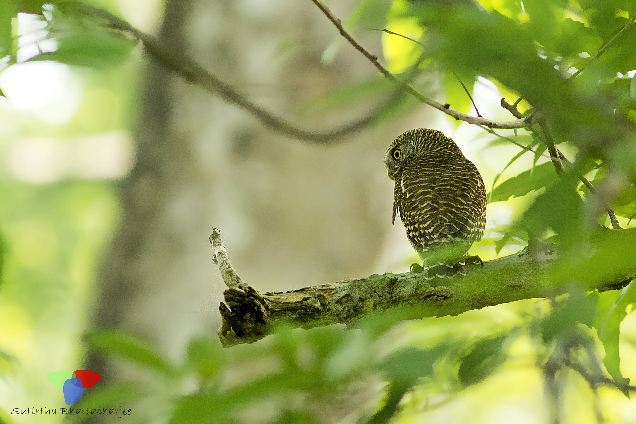 Canon EOS 60D + Canon EF 300mm F4L IS USM sample photo