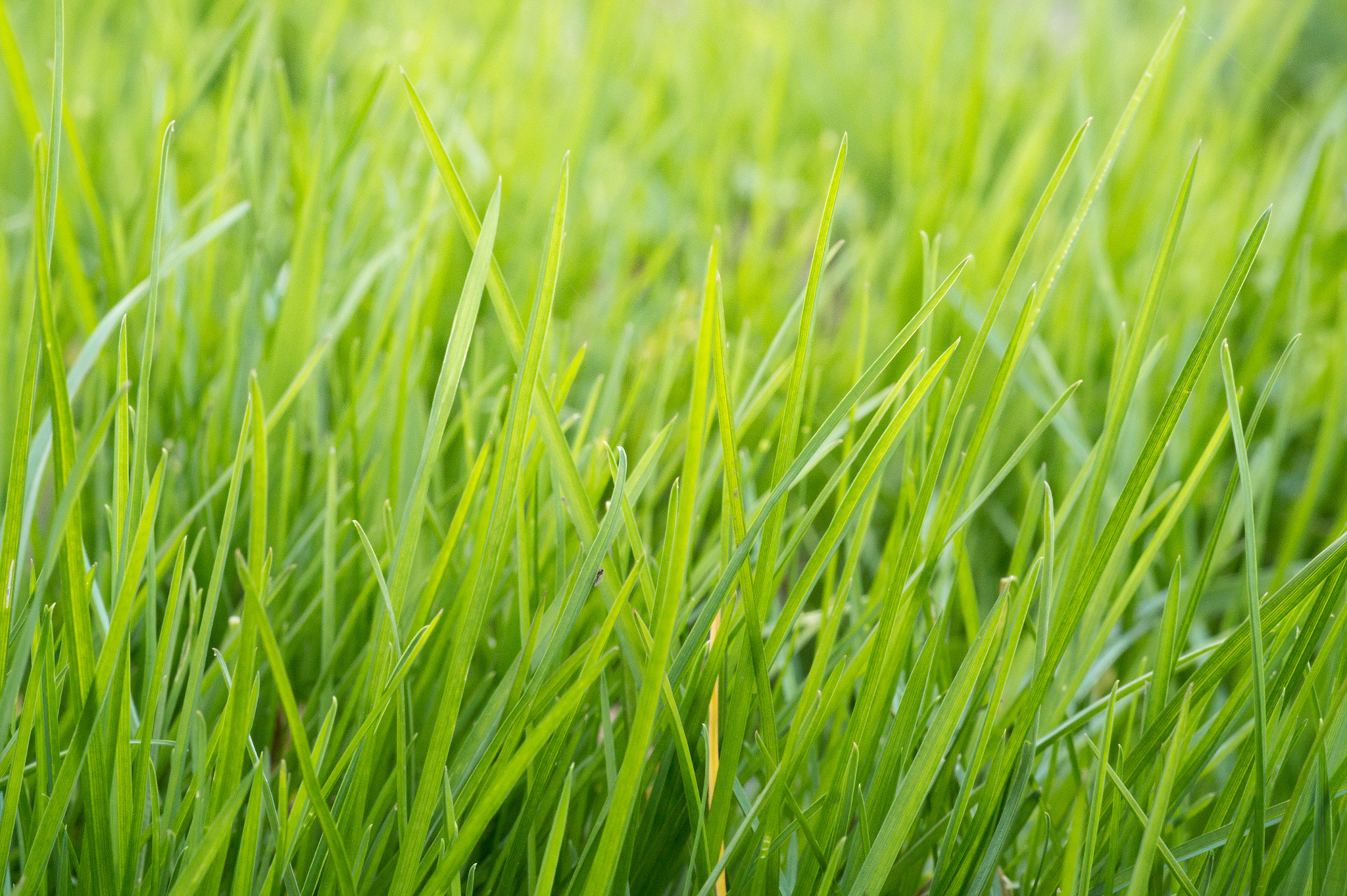 Sony SLT-A58 + Minolta AF 100mm F2.8 Macro [New] sample photo. Grass photography