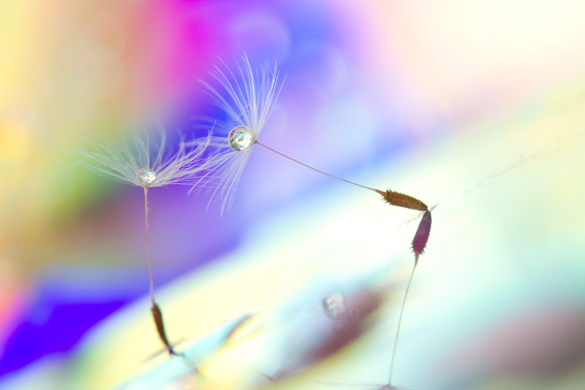 Tamron SP AF 180mm F3.5 Di LD (IF) Macro sample photo. Beautiful world photography