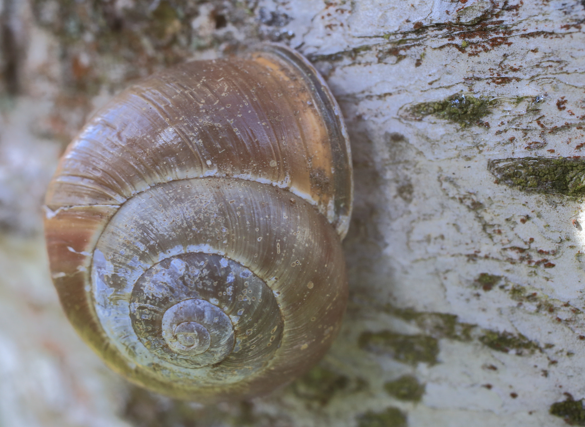 Canon EOS 6D + Sigma 50mm f/2.8 EX sample photo. Schneckenhaus photography