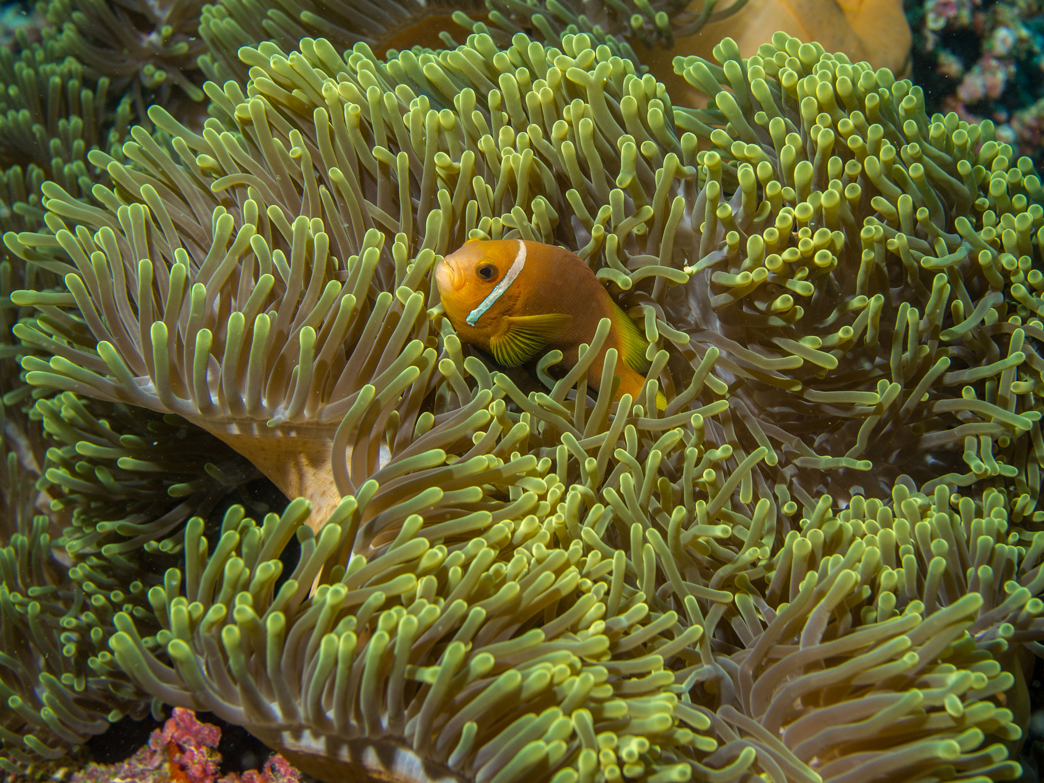 Olympus PEN E-PL2 + Olympus M.Zuiko Digital 25mm F1.8 sample photo. Clownfish photography