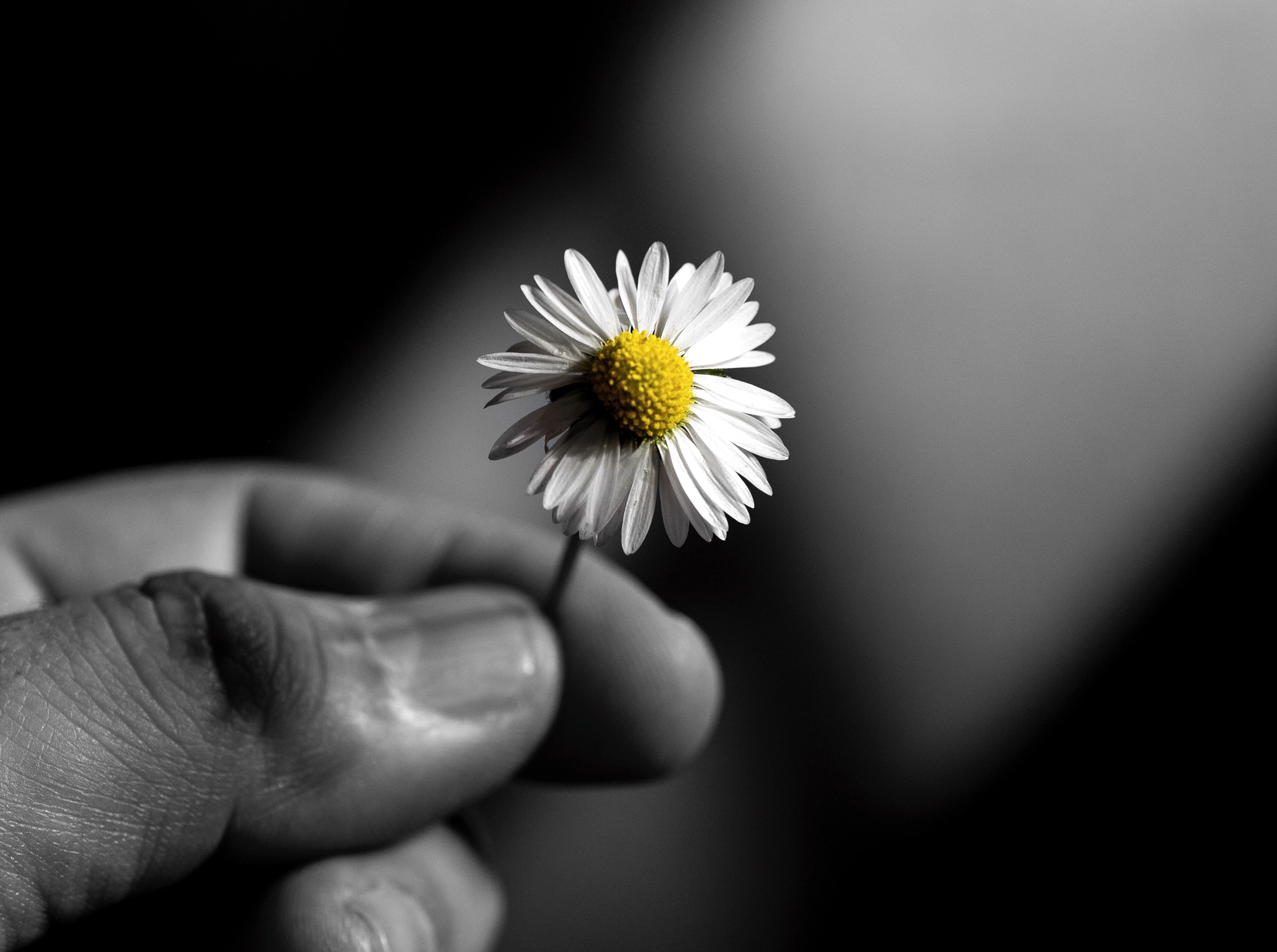 Nikon Df sample photo. Daisy photography
