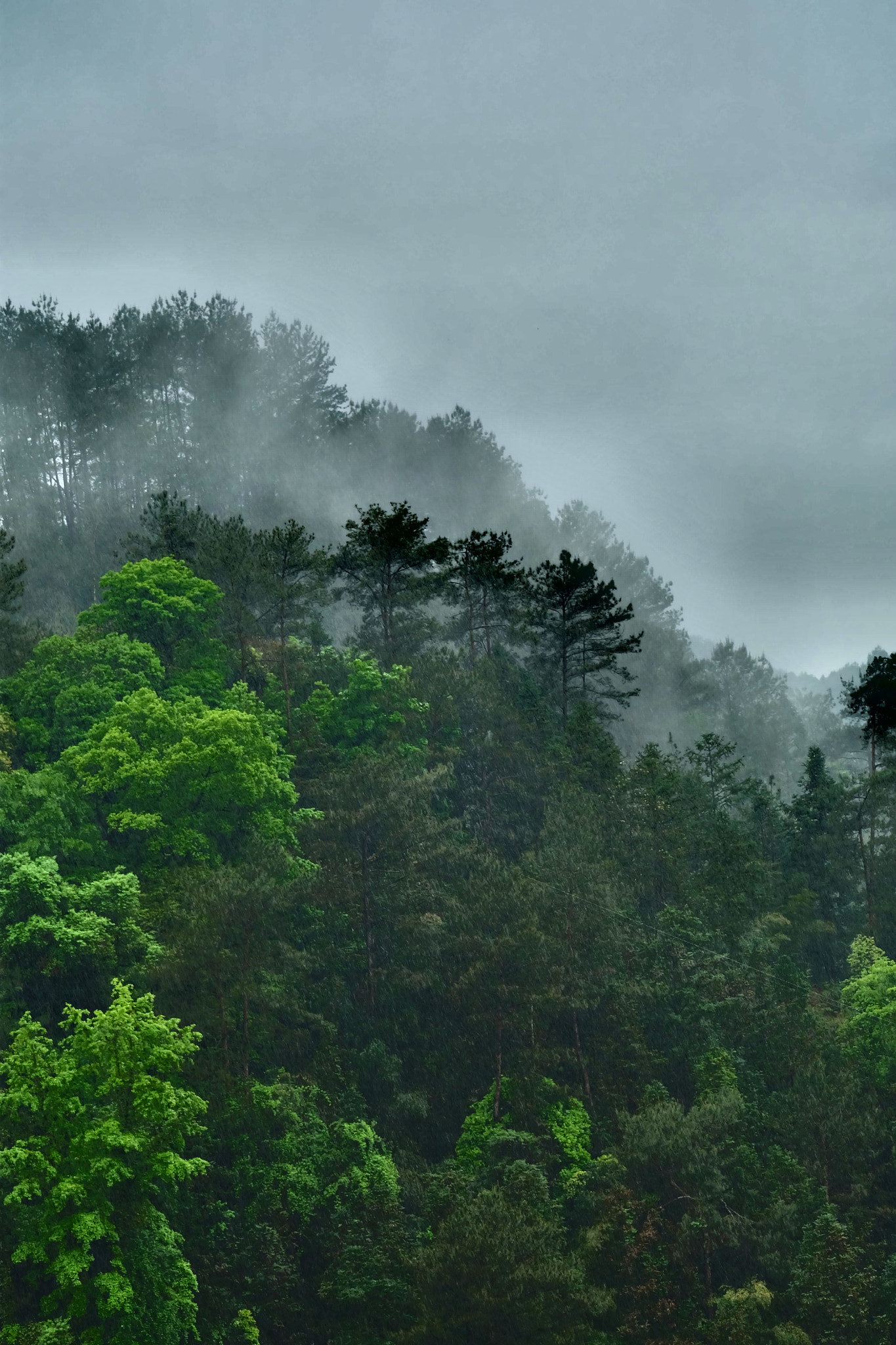 Fujifilm X-A2 + Fujifilm XC 50-230mm F4.5-6.7 OIS sample photo. 春雨 photography