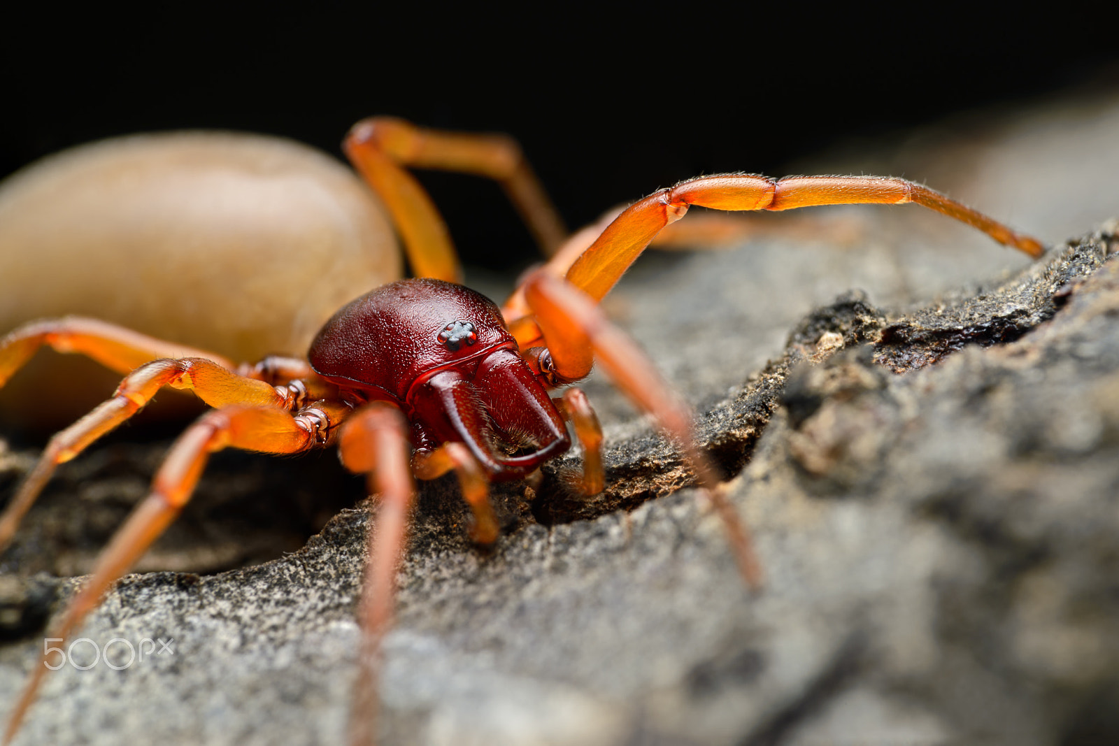 Nikon D600 sample photo. Red queen photography