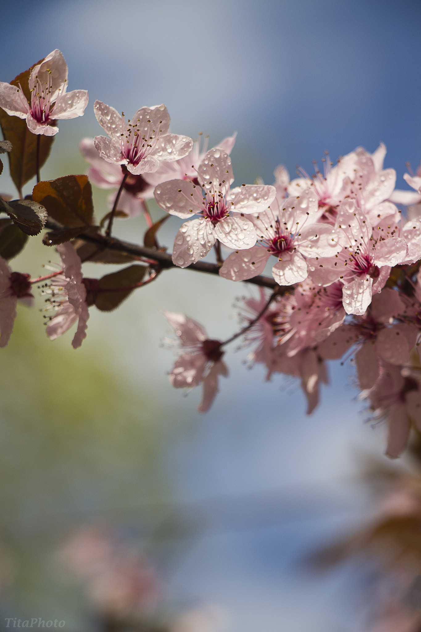 Canon EF-S 18-135mm F3.5-5.6 IS STM sample photo. Spring love photography
