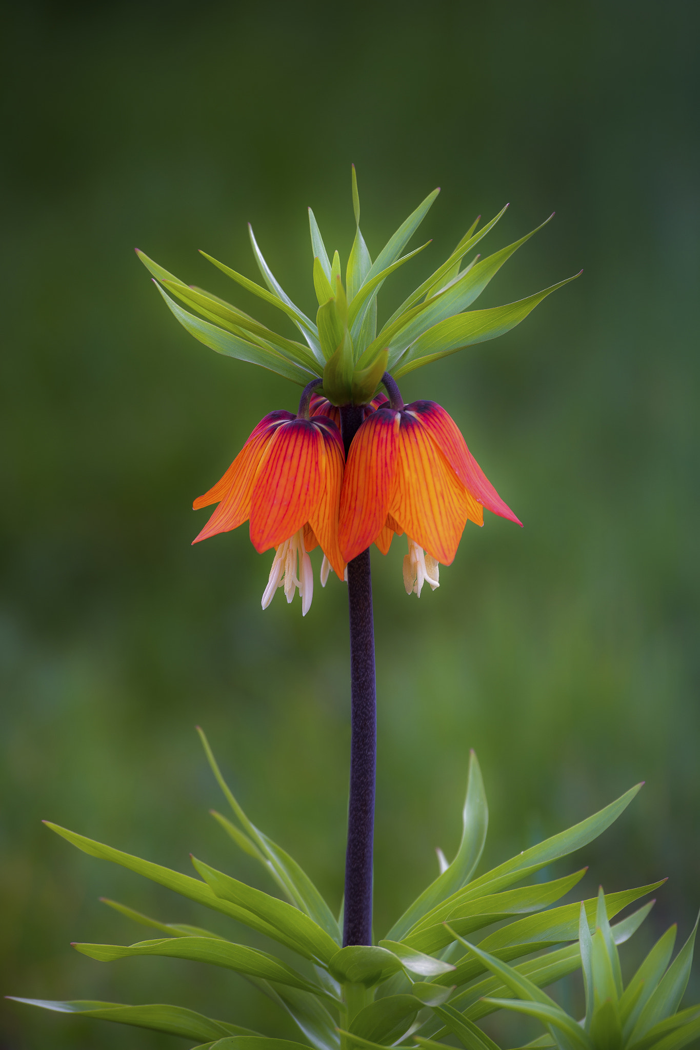 Nikon D600 sample photo. Fritillaria imperialis photography