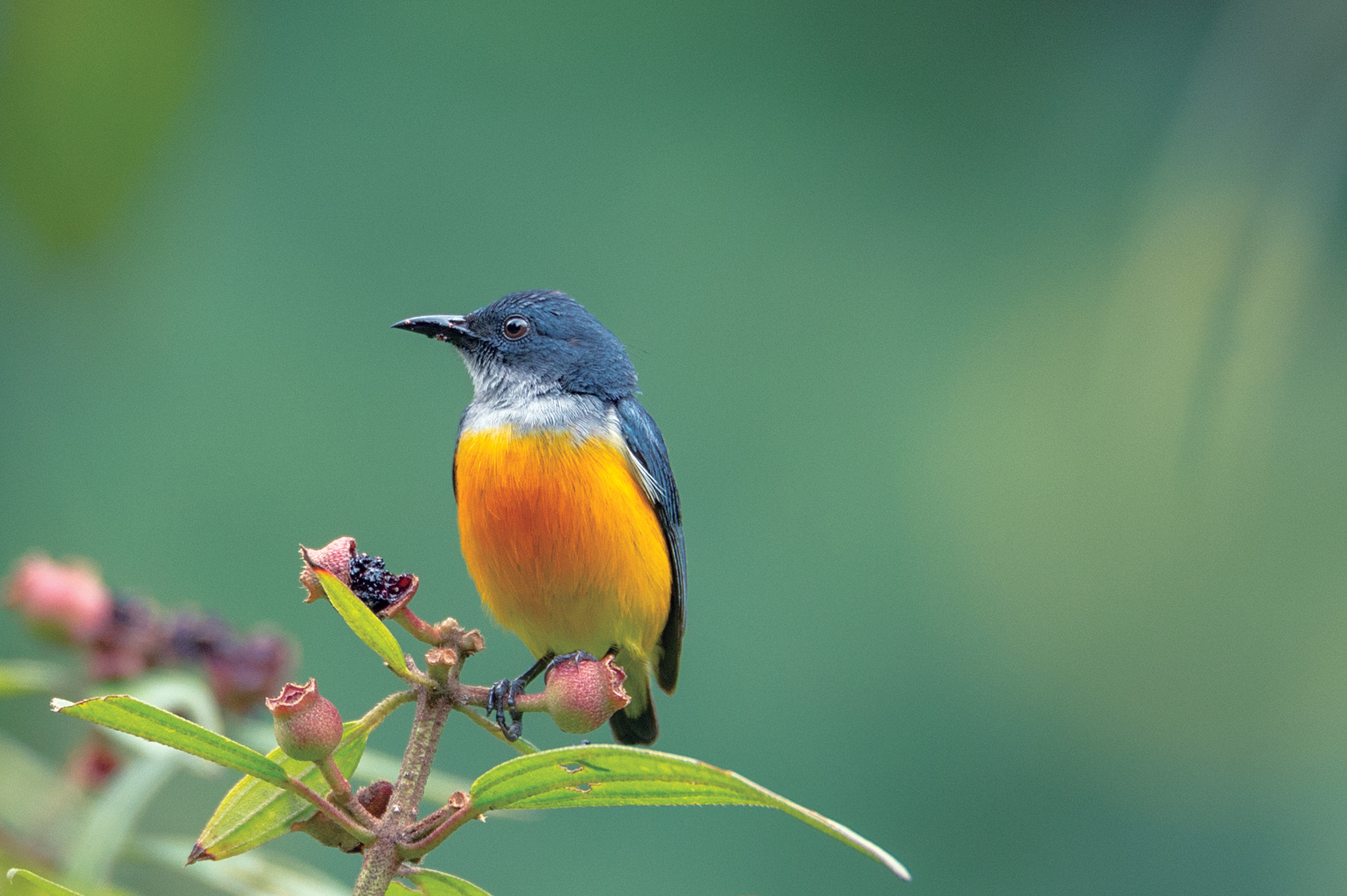 Nikon D4S sample photo. Orange billed flower packer photography