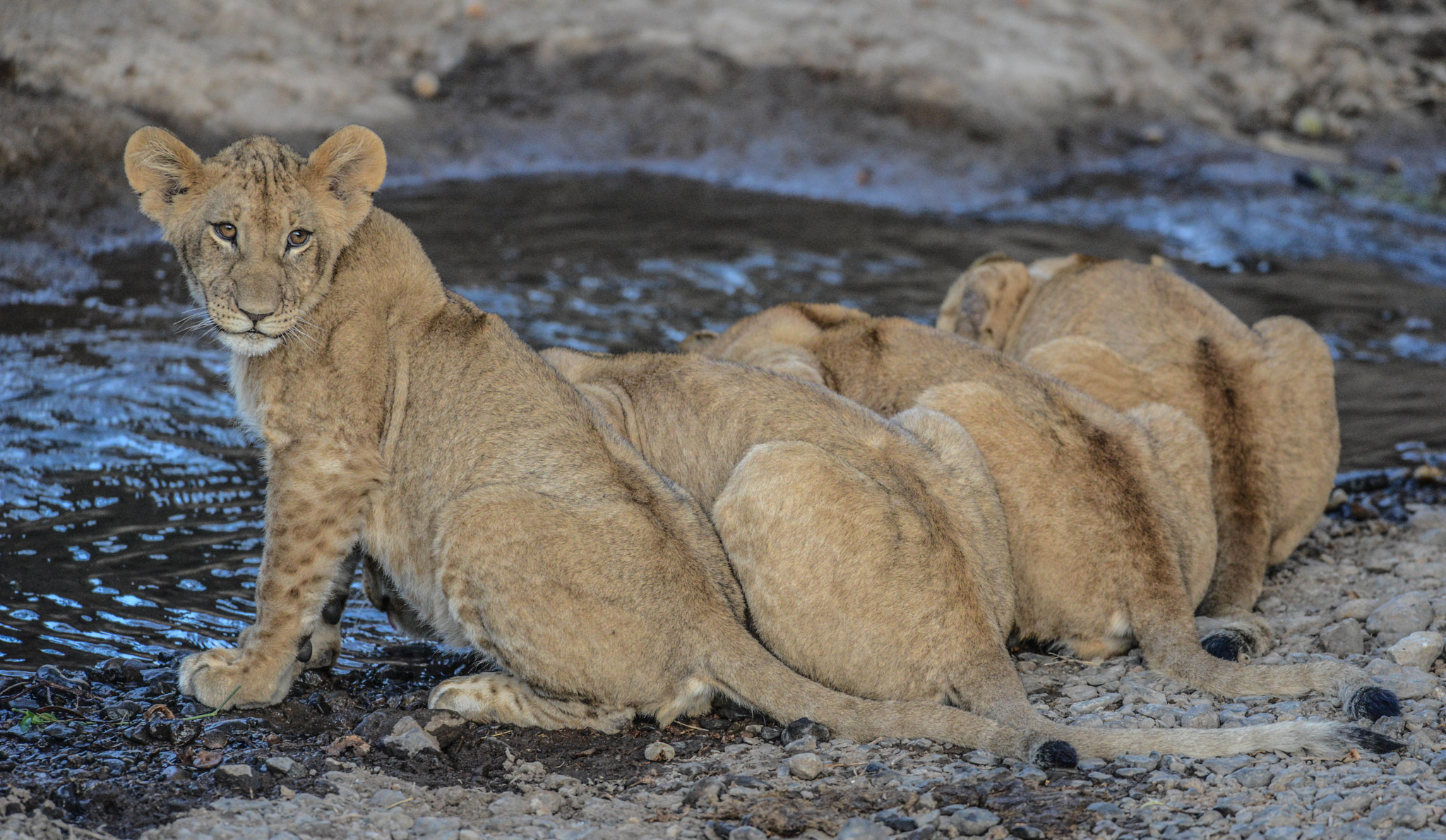 Nikon D800 + Nikon AF-S Nikkor 400mm F2.8D ED-IF II sample photo. Lion cubs with water photography