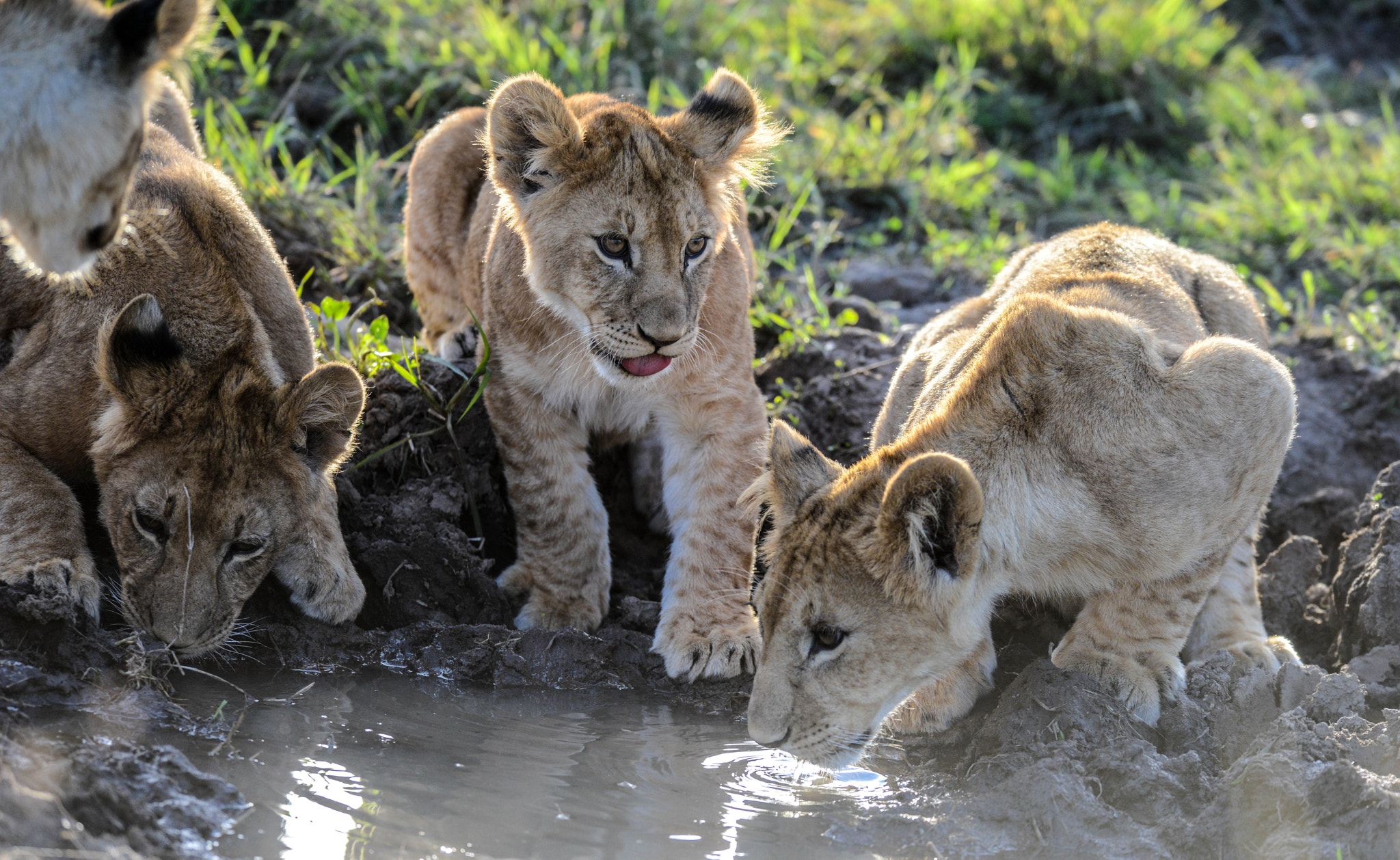 Nikon AF-S Nikkor 400mm F2.8D ED-IF II sample photo. Lion cubs photography